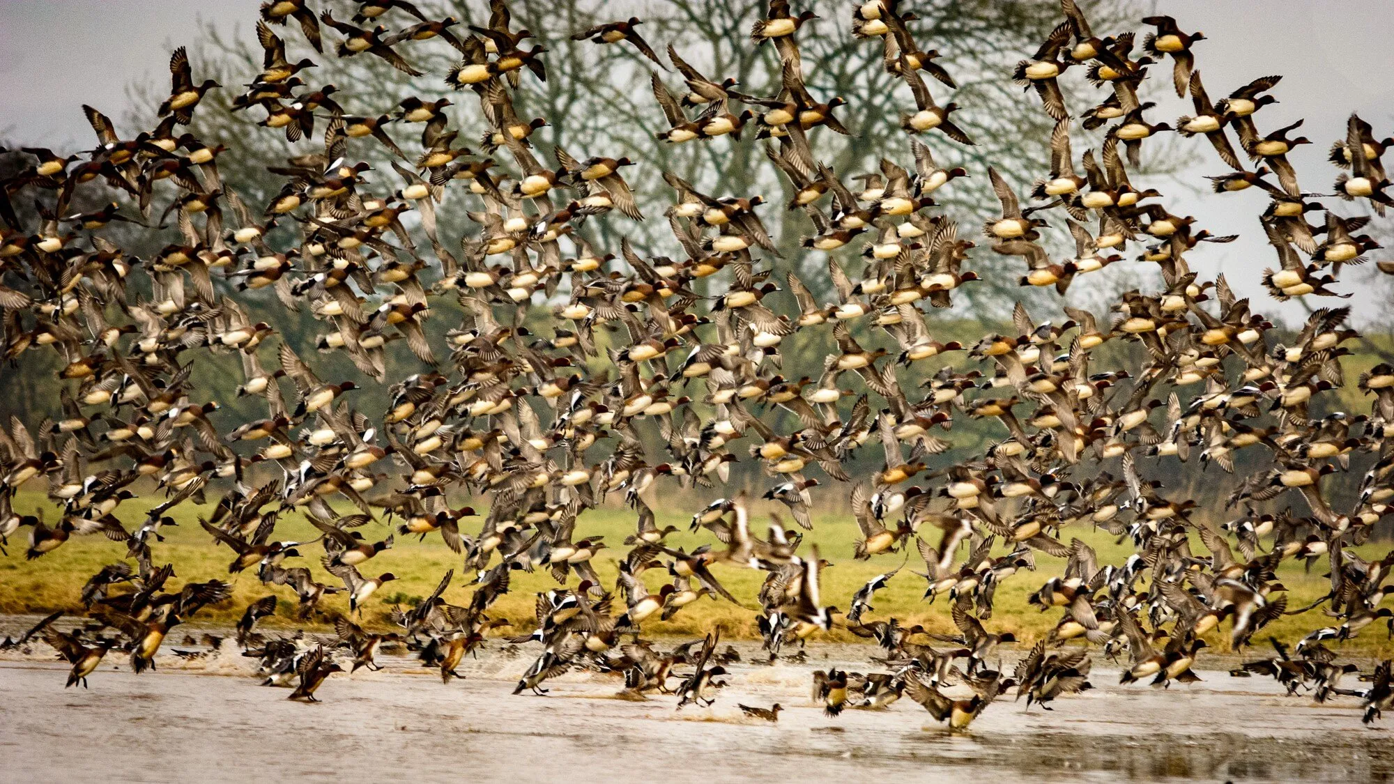 Arriving Widgeon