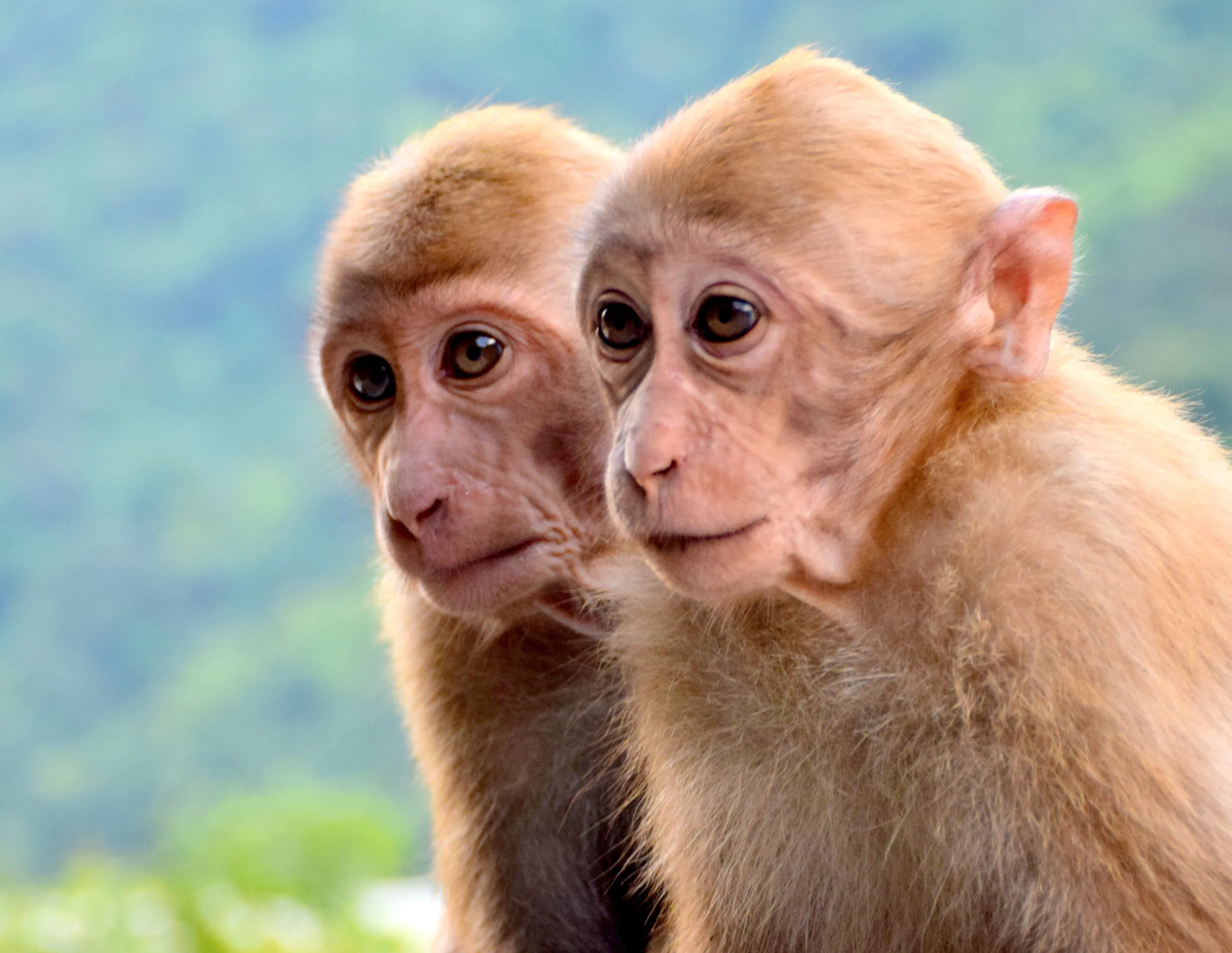 Hungry Monkeys