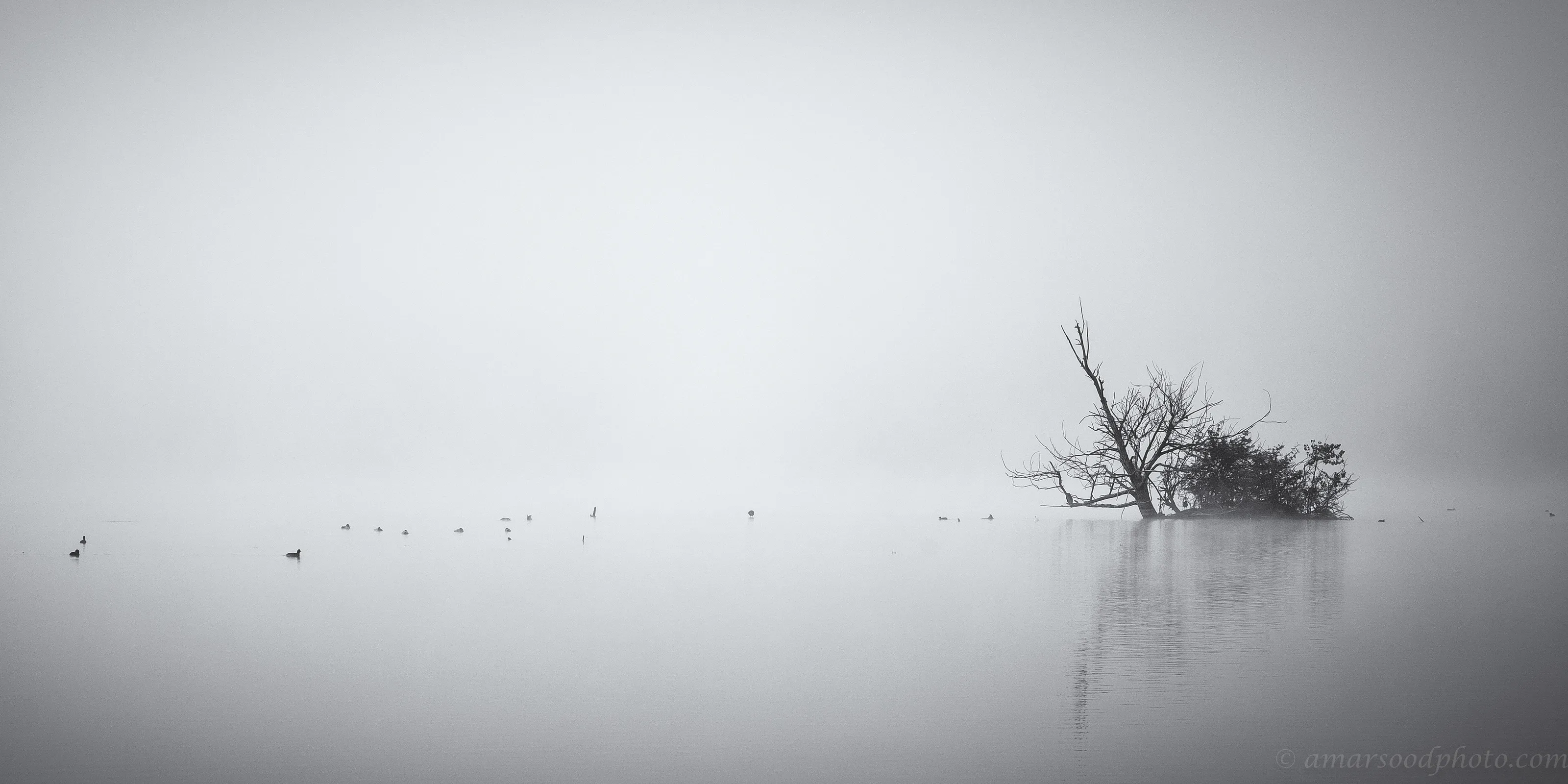 The Island