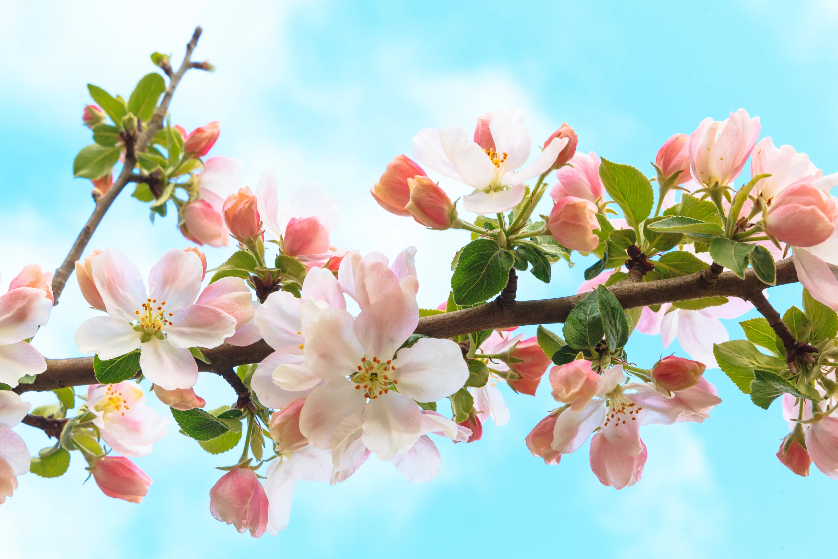 Apple blossom.