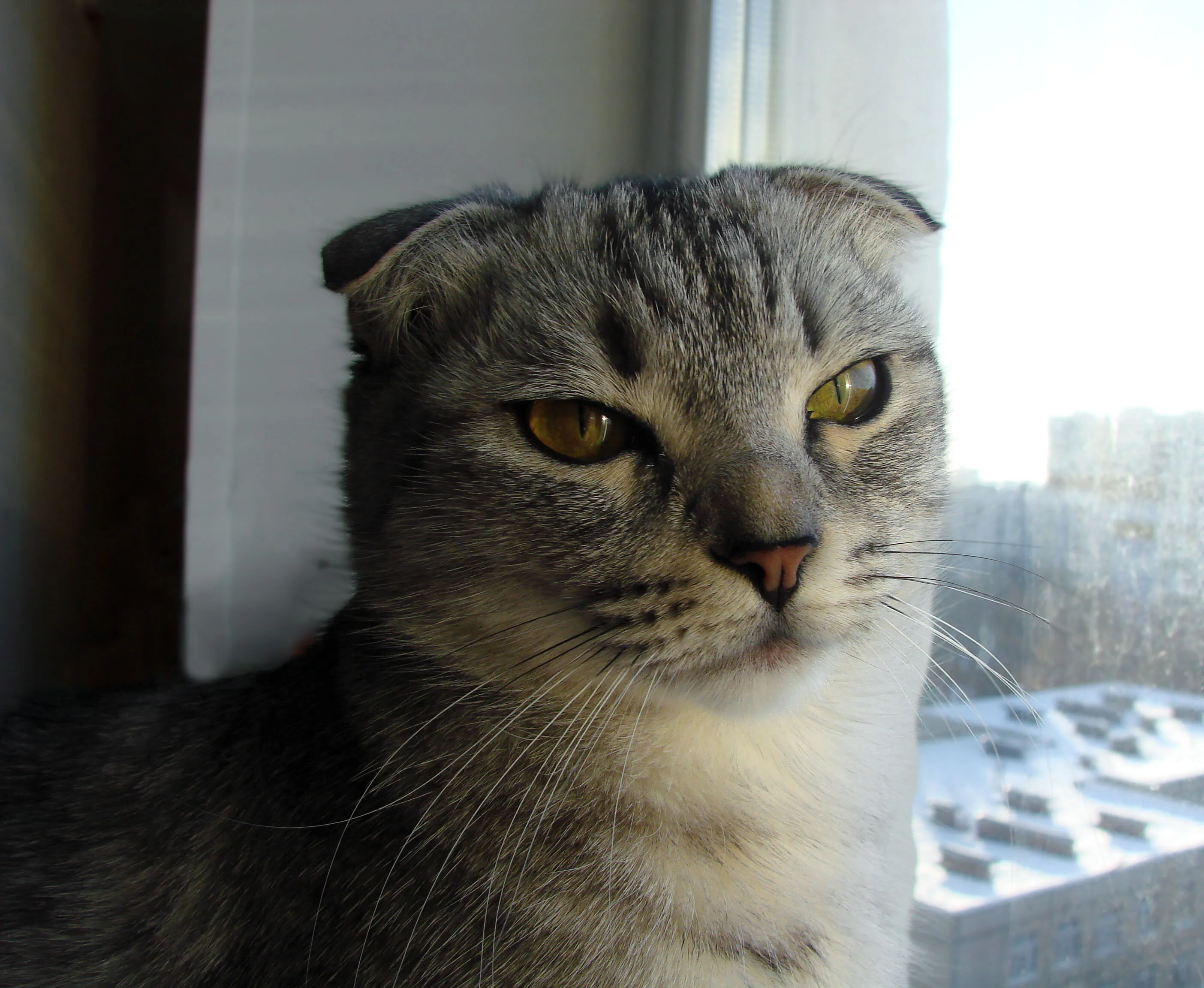 Cat