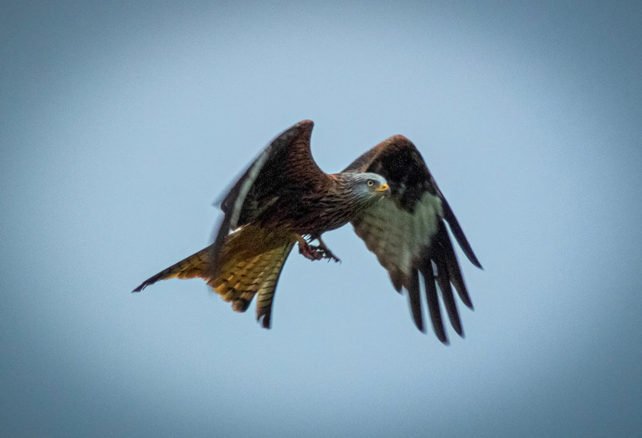 A random red kite
