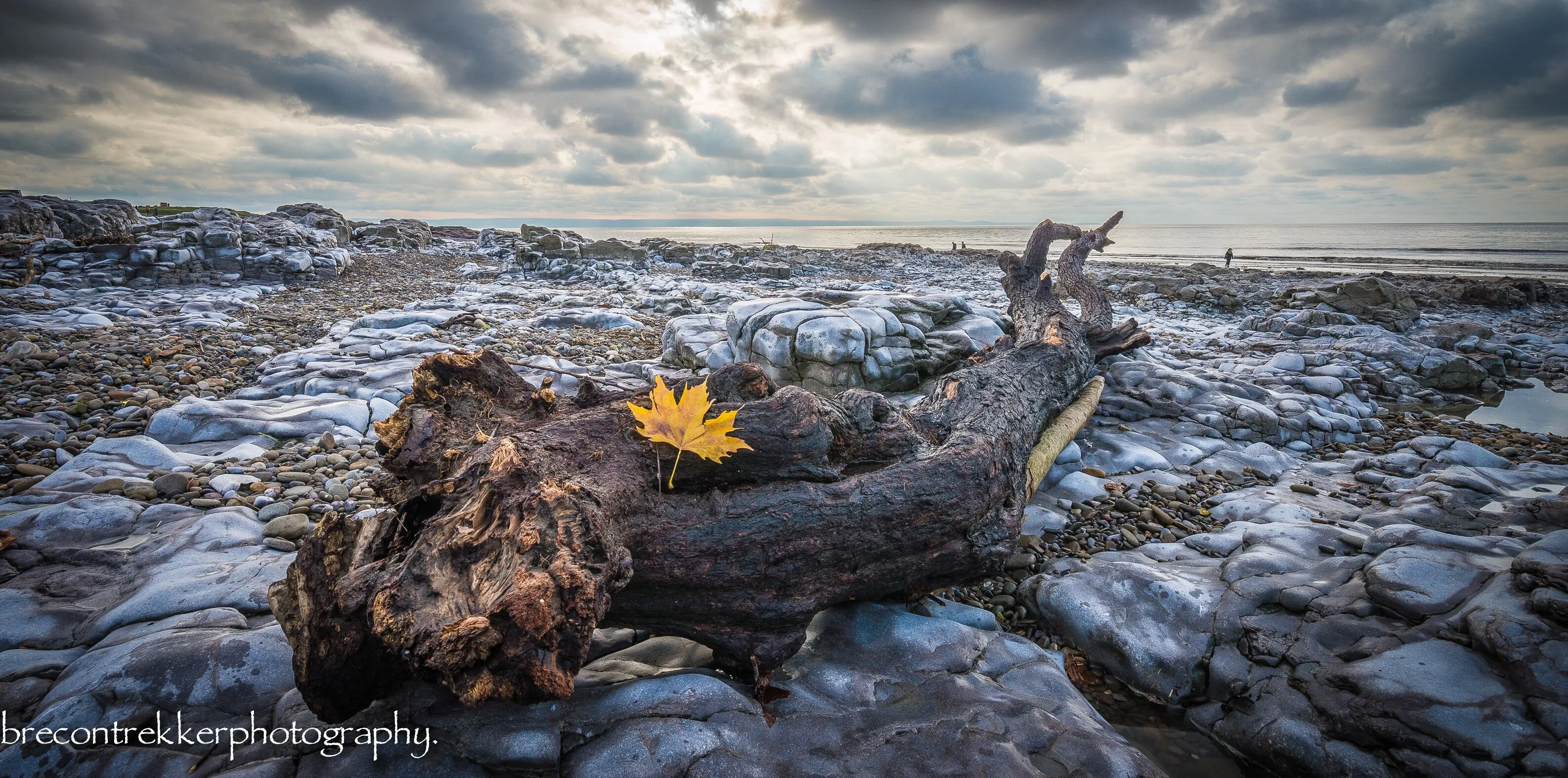 Last leaf of Autumn.