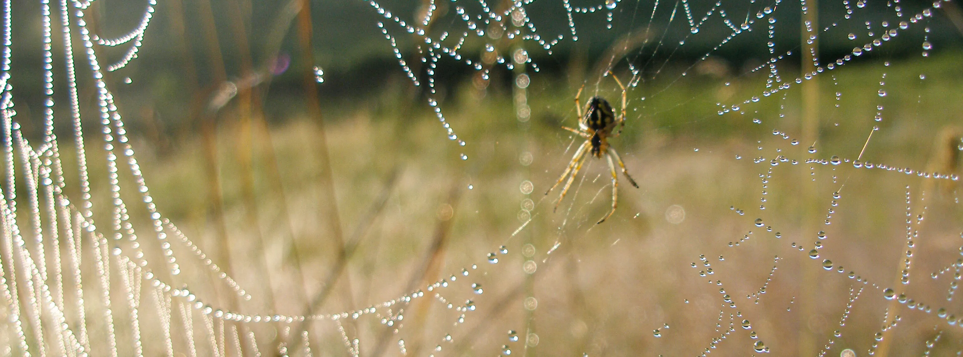 arachnophilia