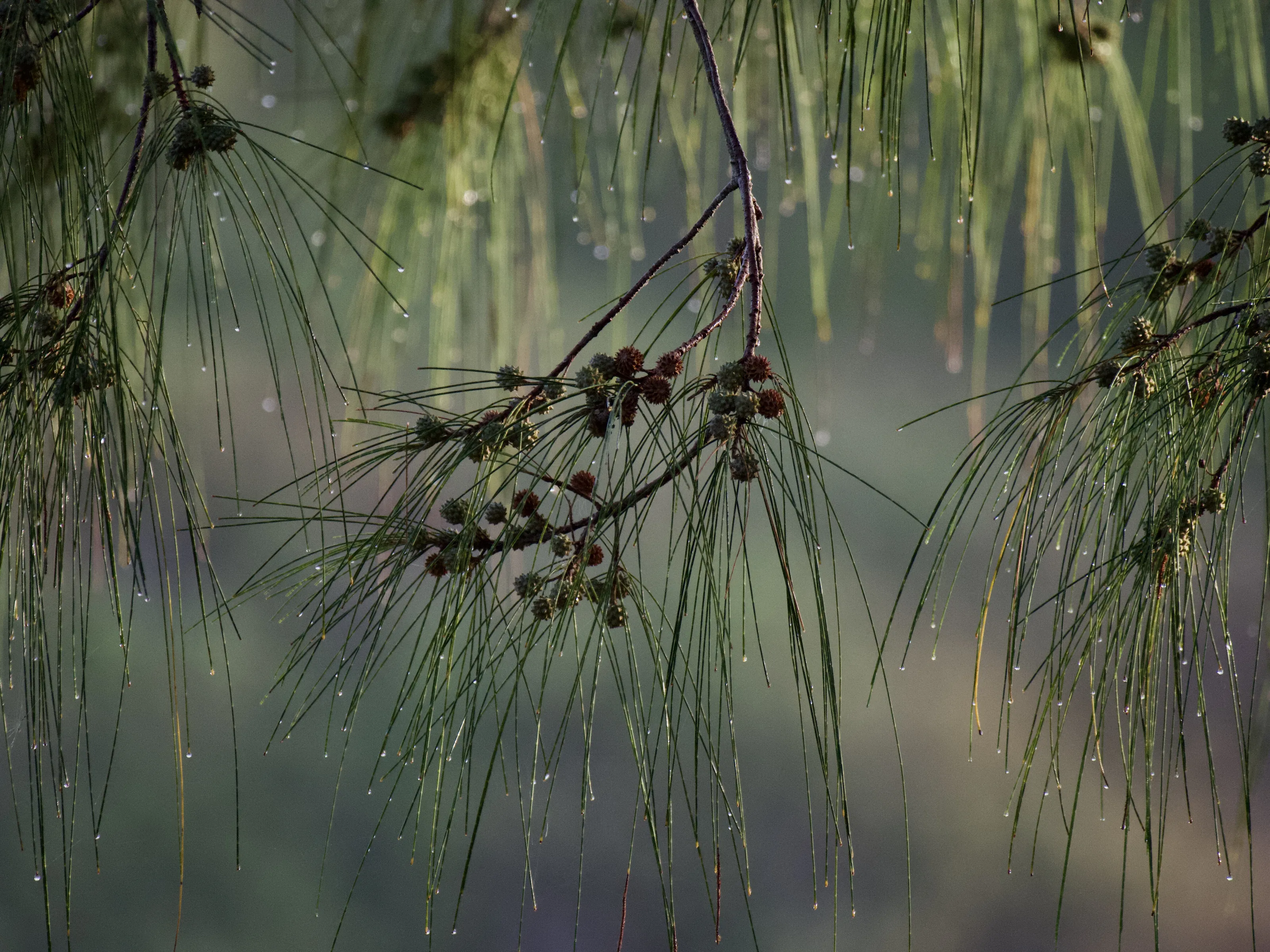 After the rain.