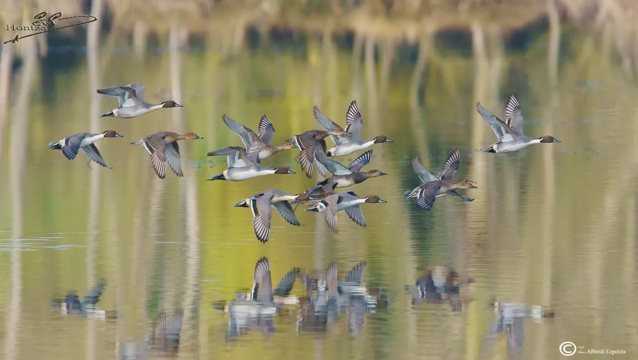 Entry 5901163