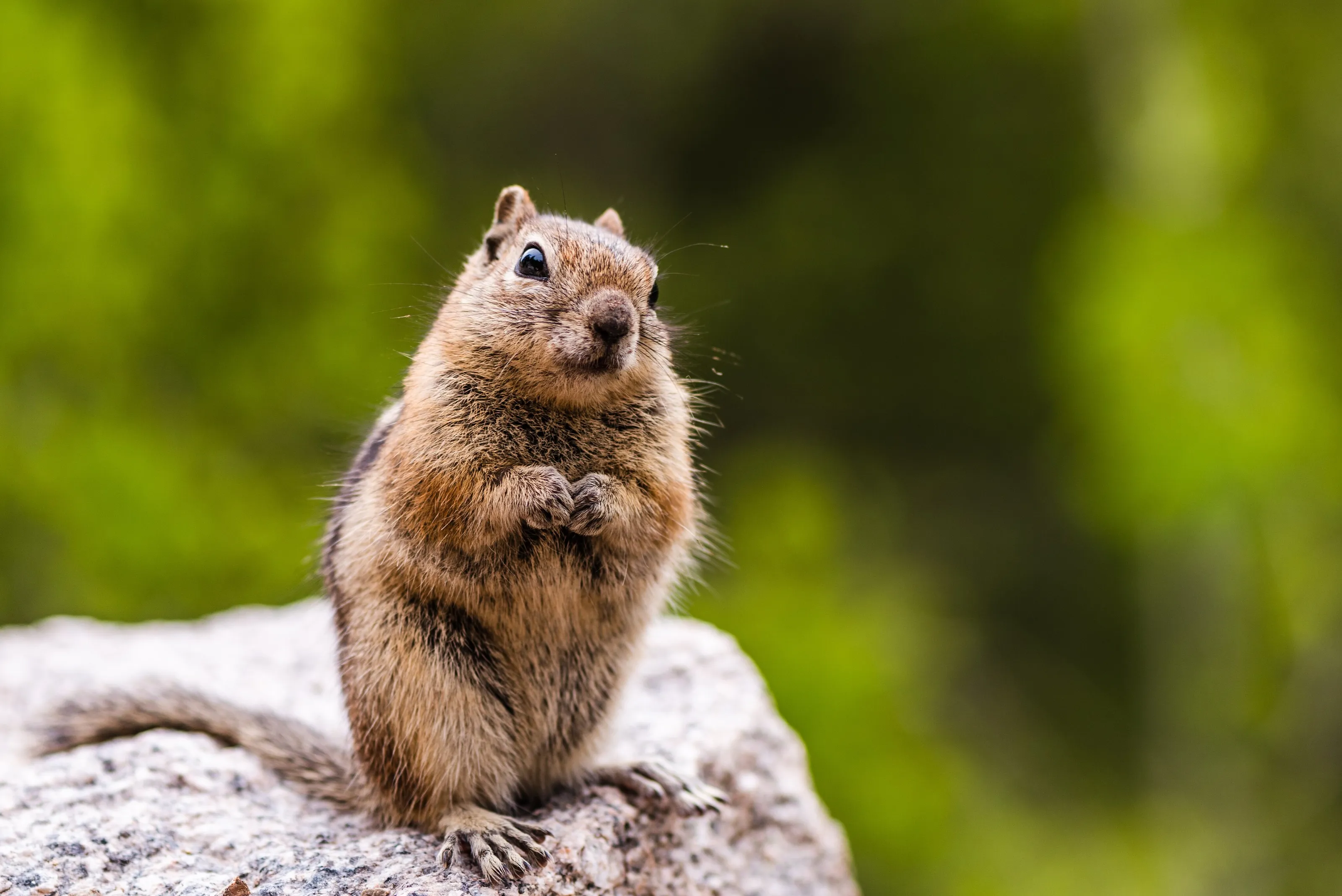 Chipmunk in the rockies