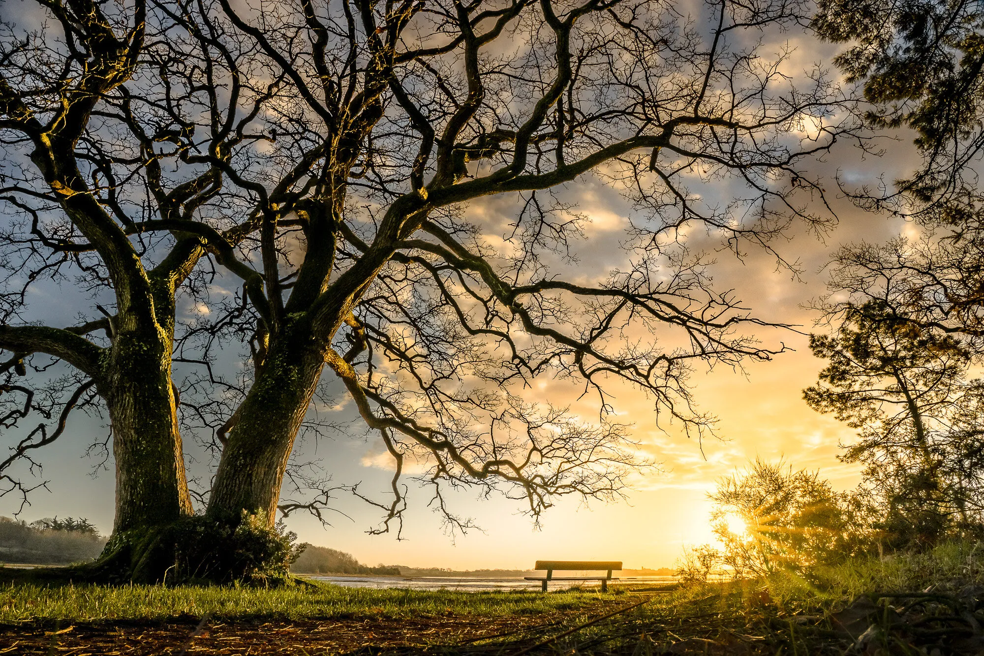 the bench and the tree