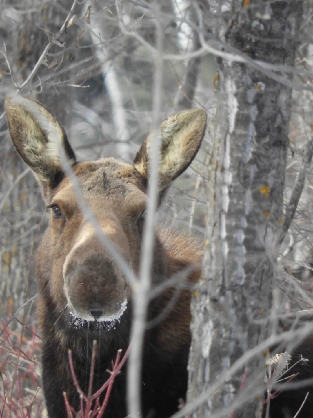 Moose