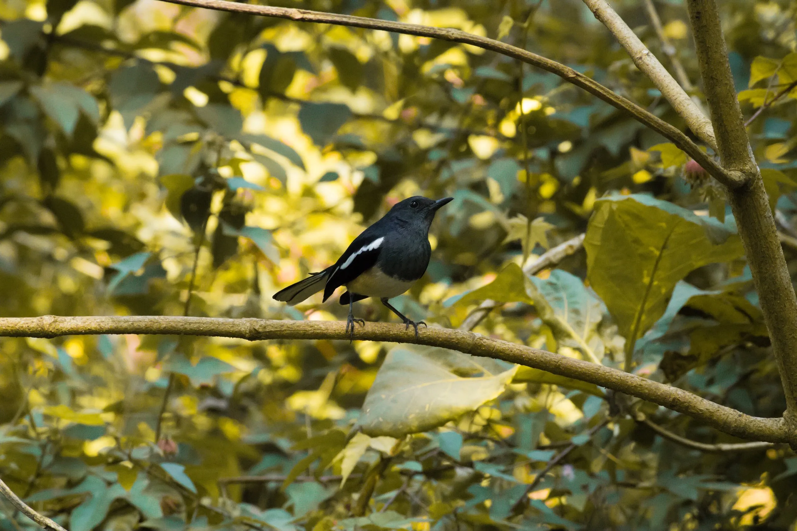 Birdie
