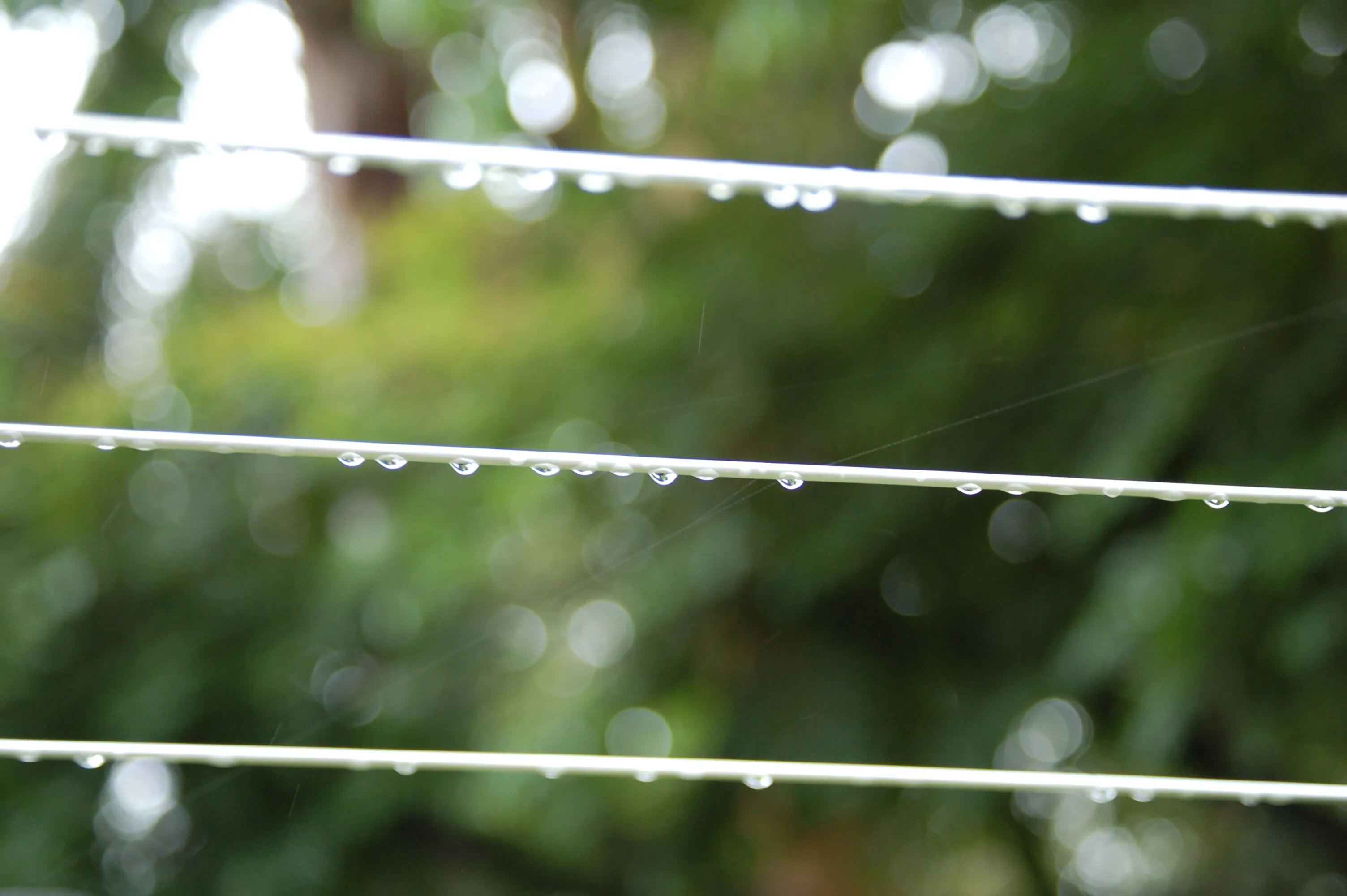 clothesline after the rain