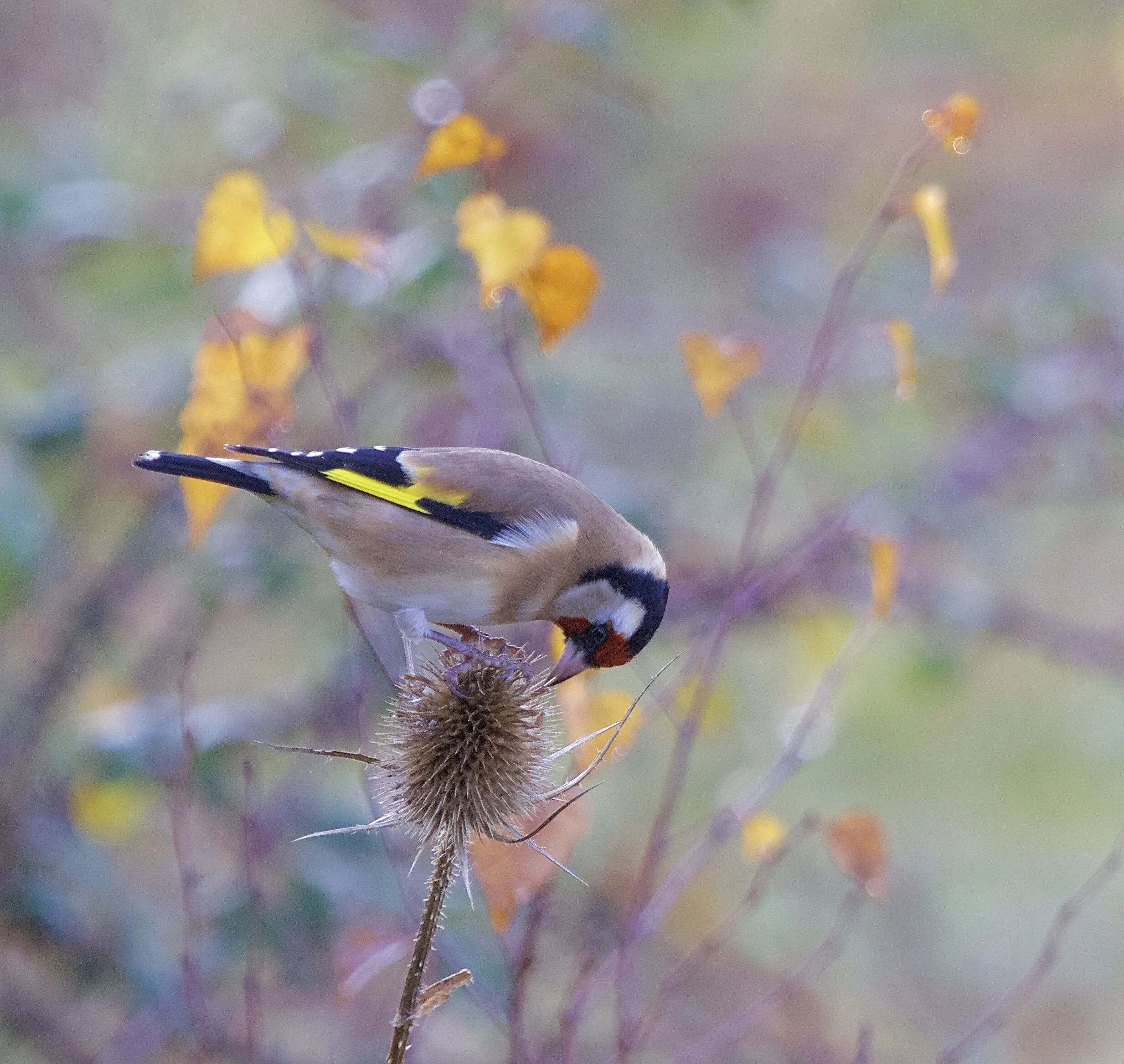 Autumn feast