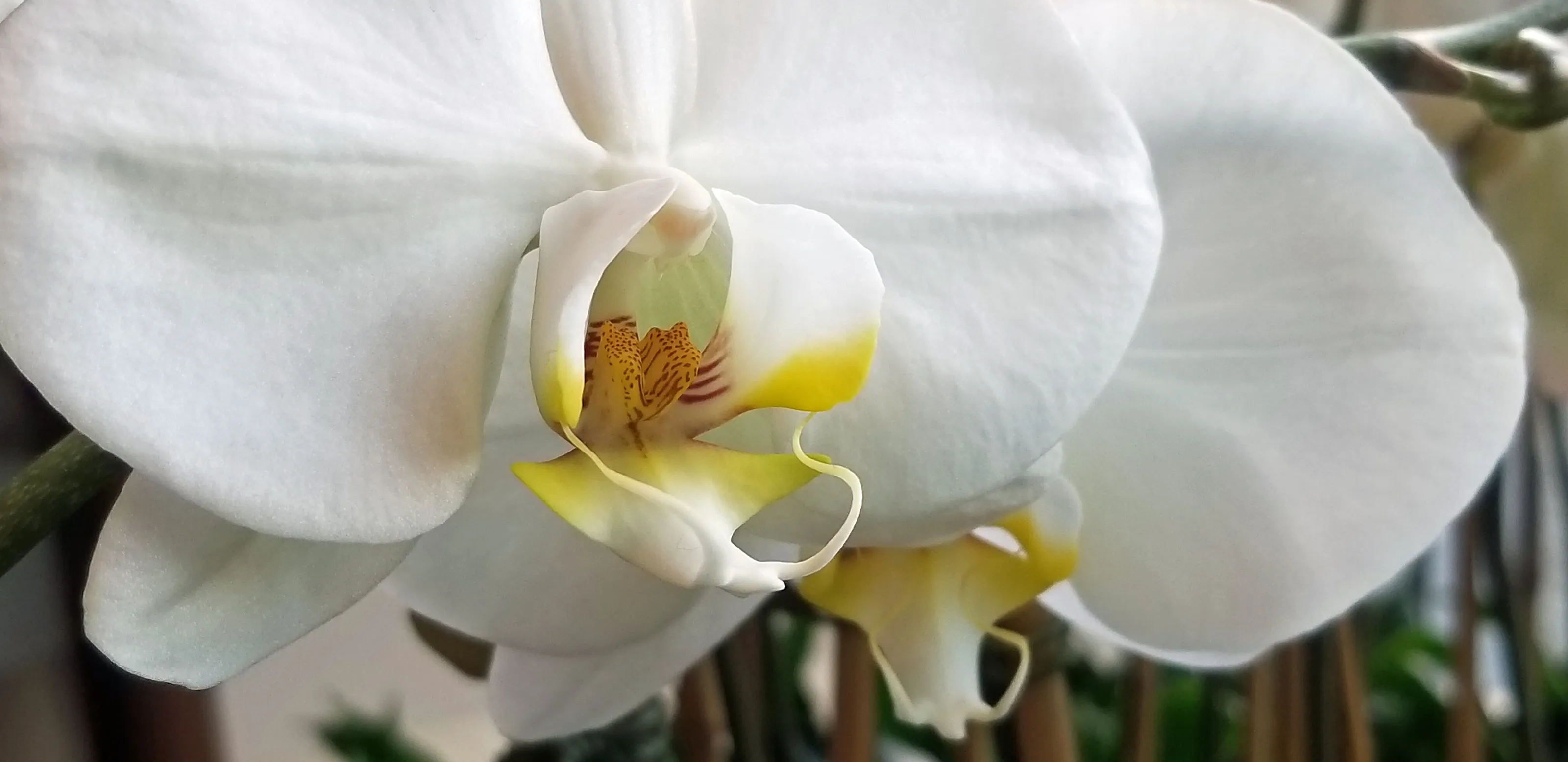 Orchid in Macro