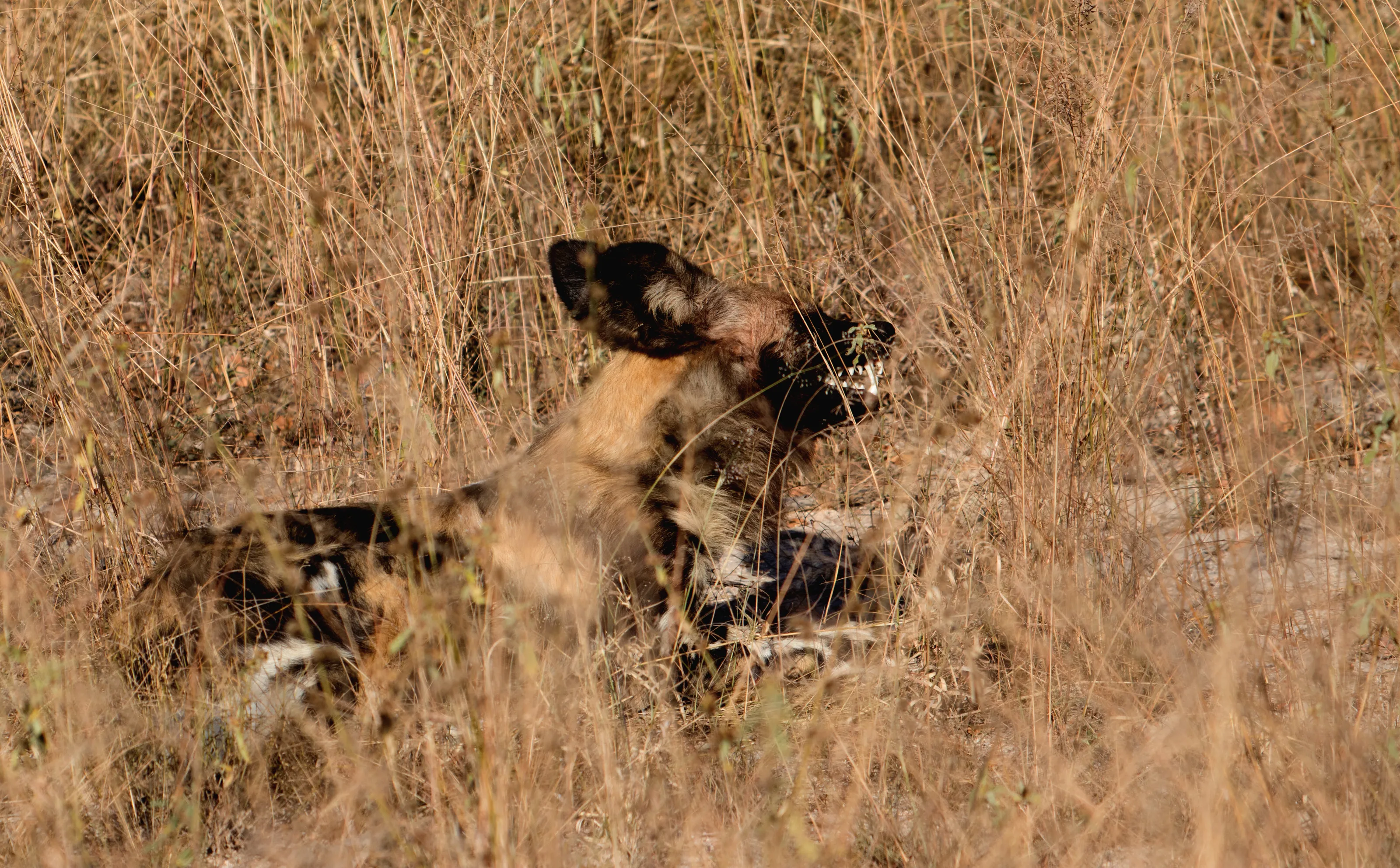 African Wild Dog