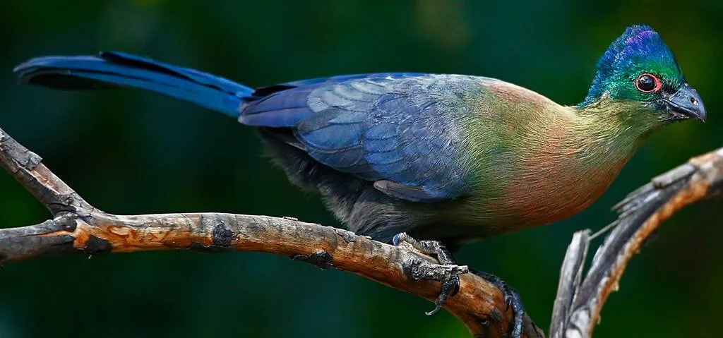 Colours of nature