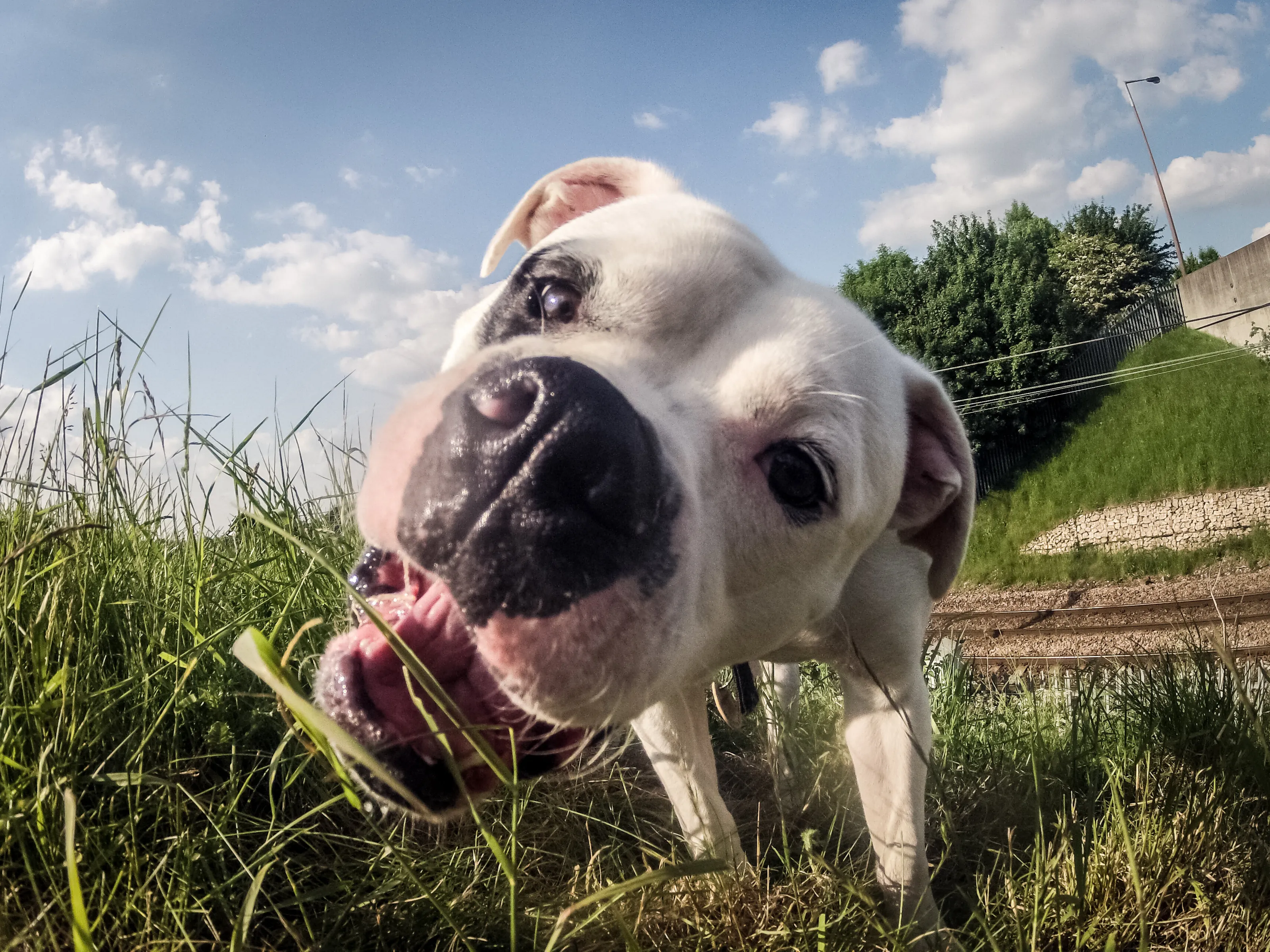 He loves grass......