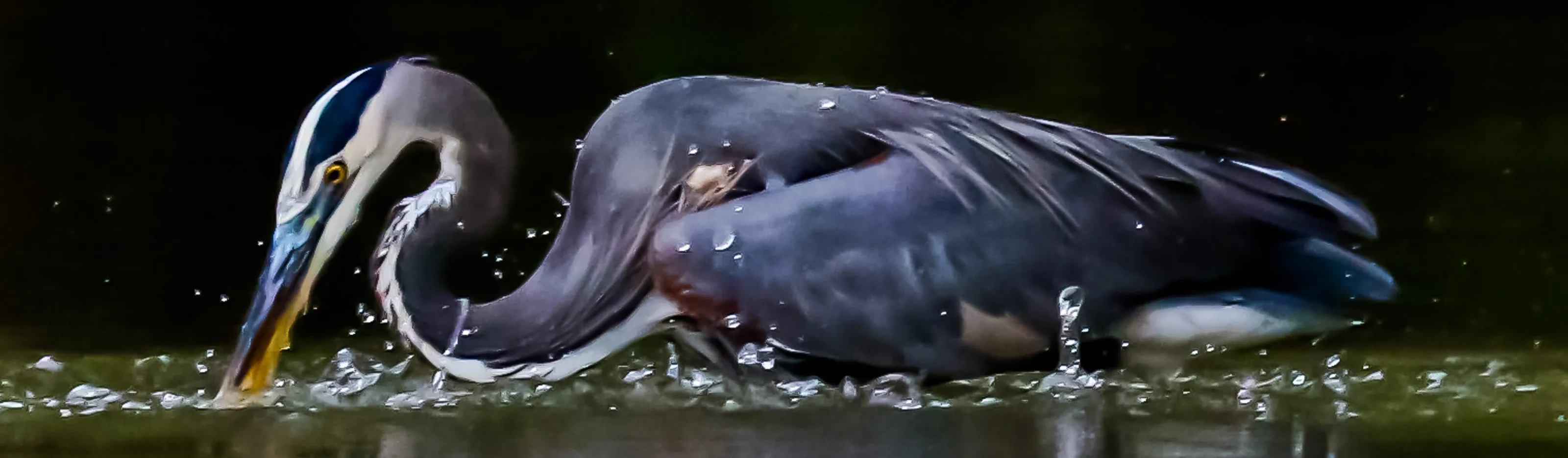 Great Blue Heron Fishing