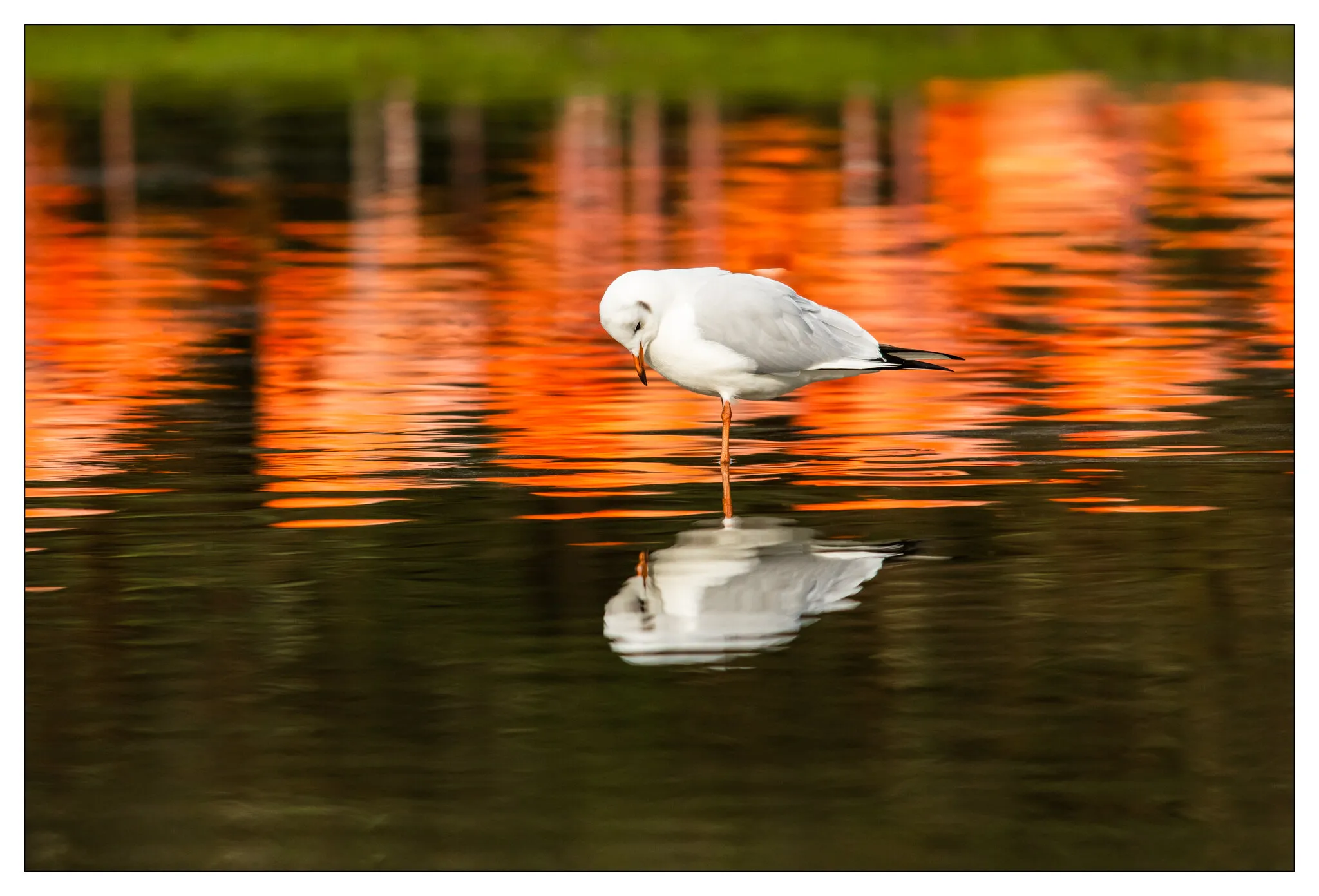 Black-headed gull in flamingo reflections