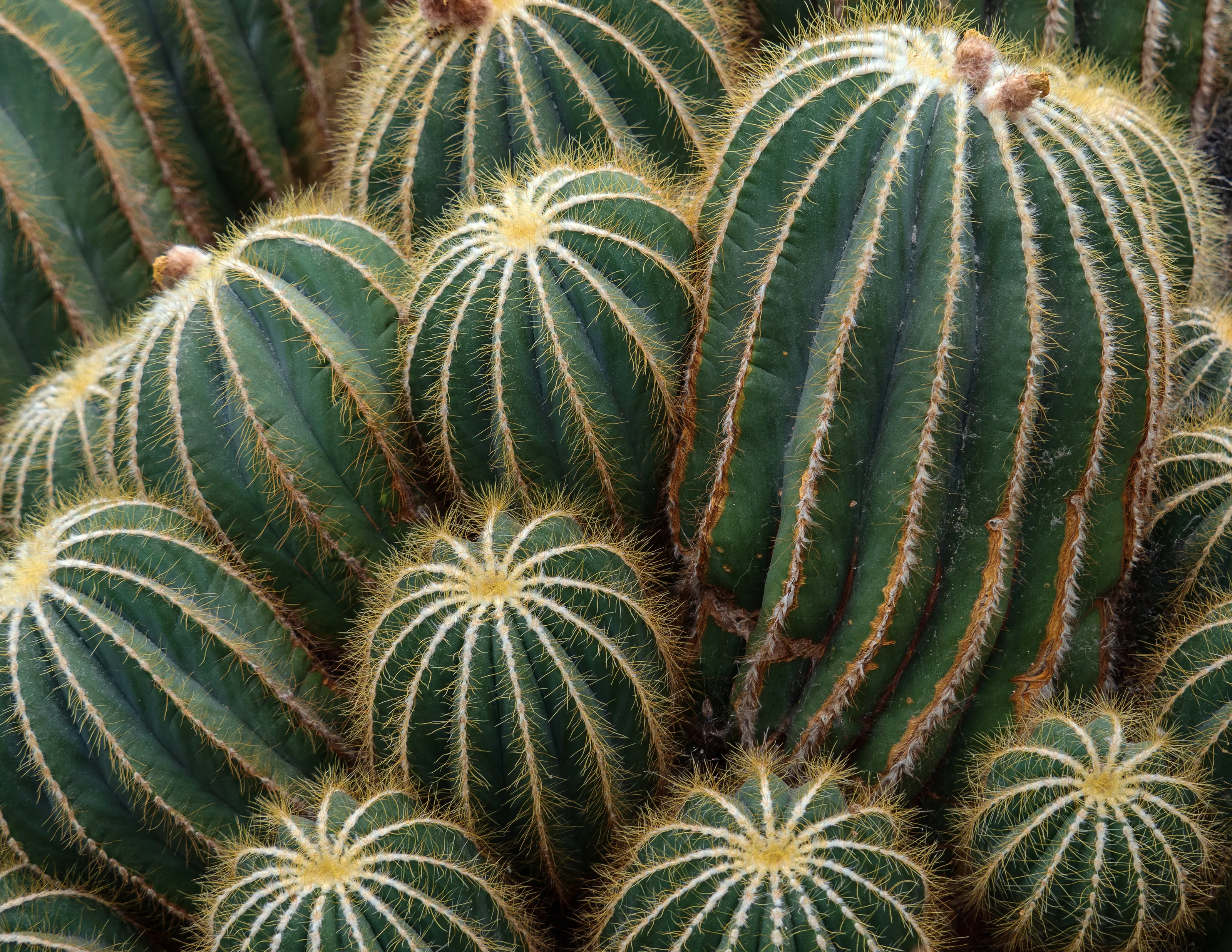 Perfectly Prickled