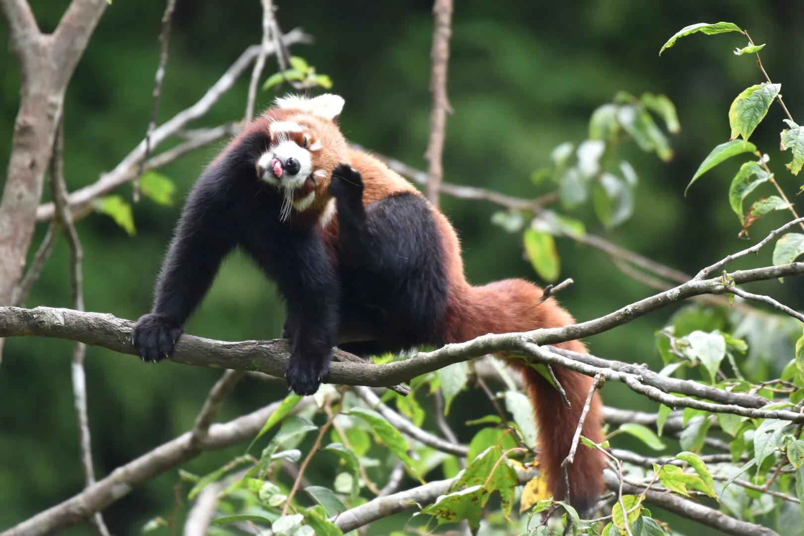 RED PANDA