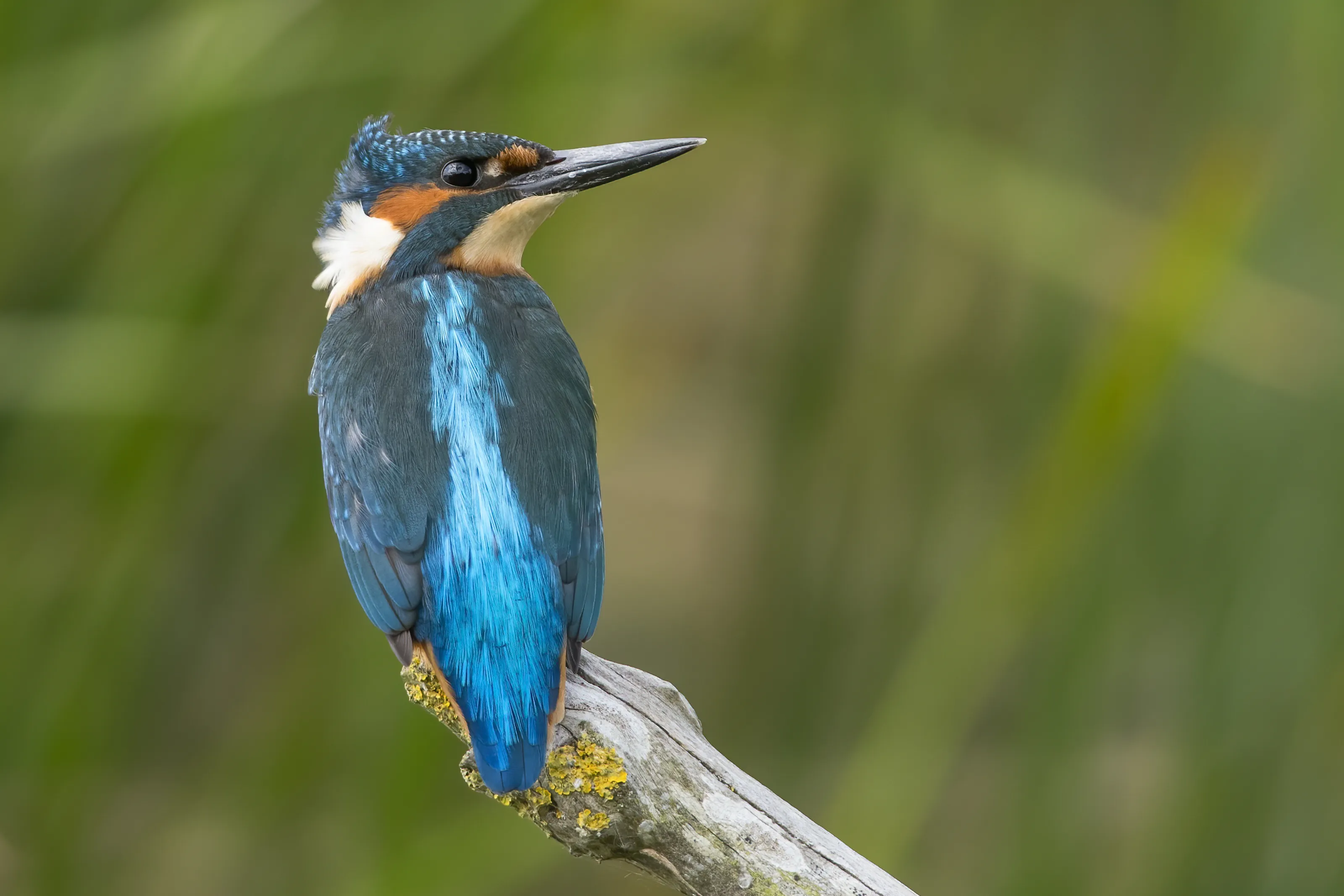 Kingfisher