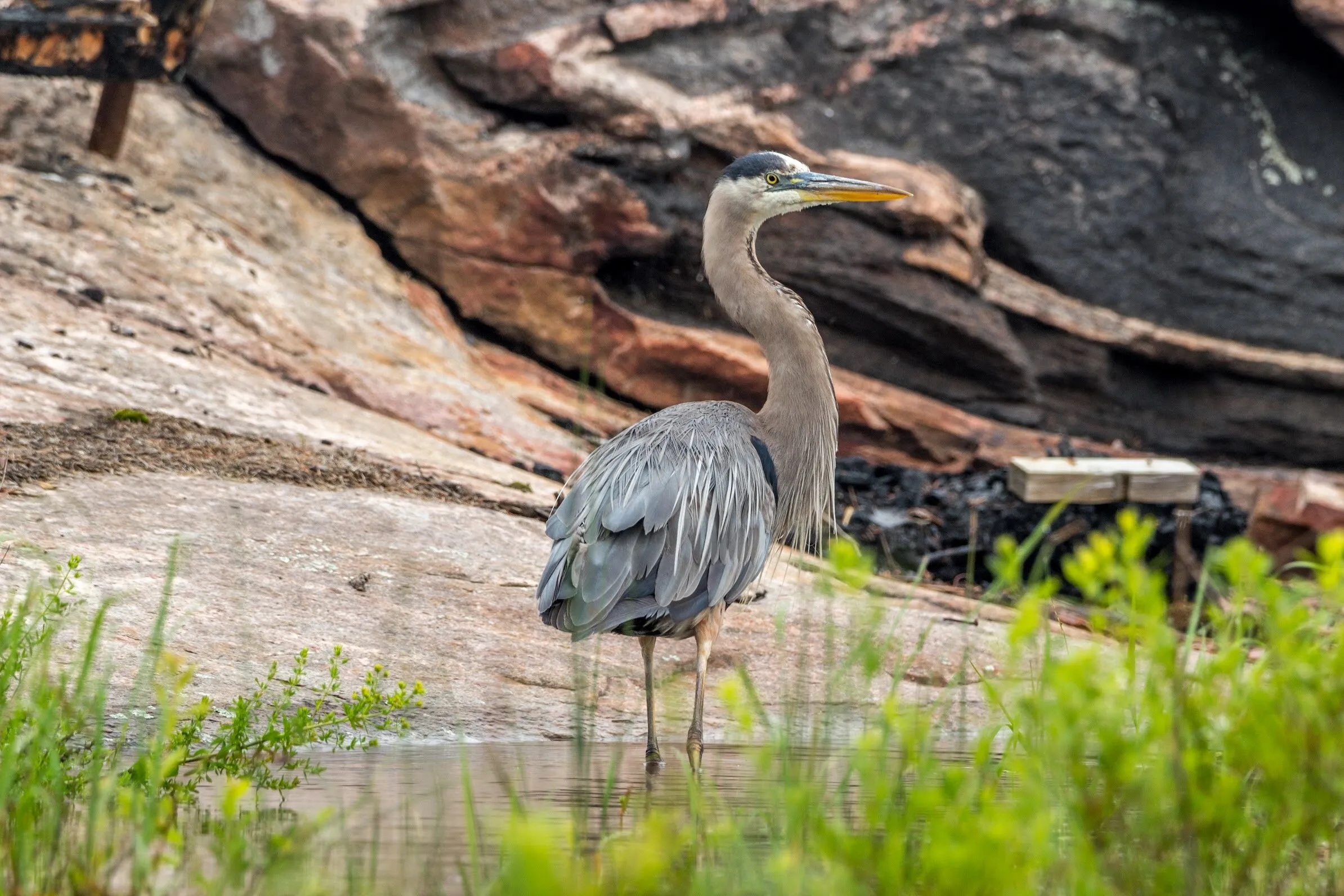 Great Blue Heron