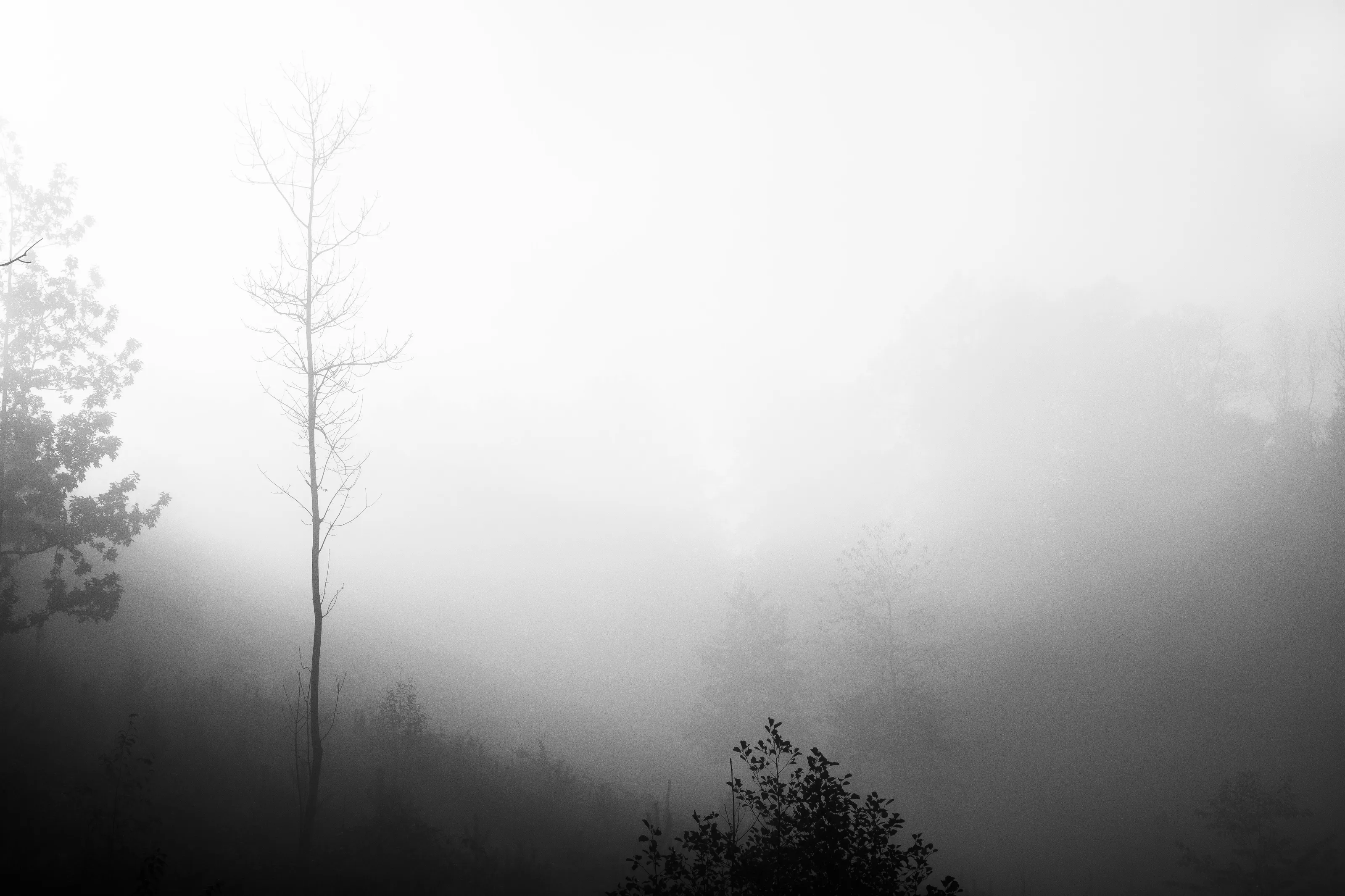 In the Fog
