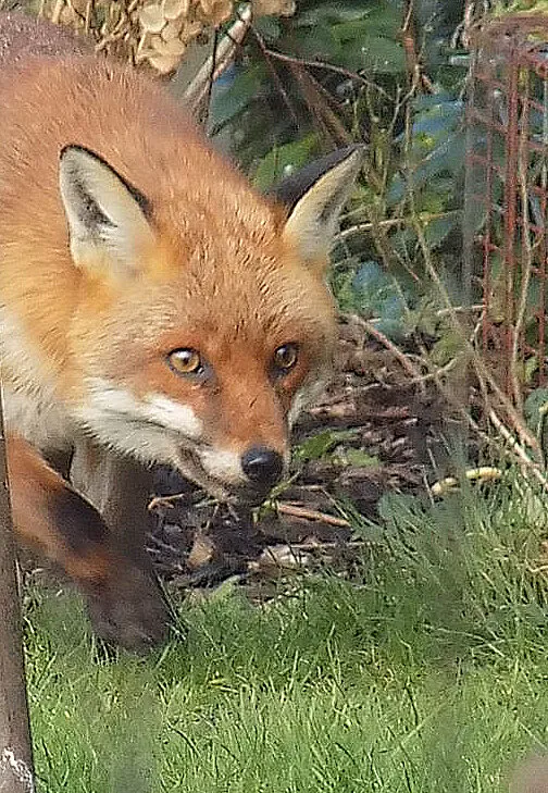 Red Fox On The Prowl
