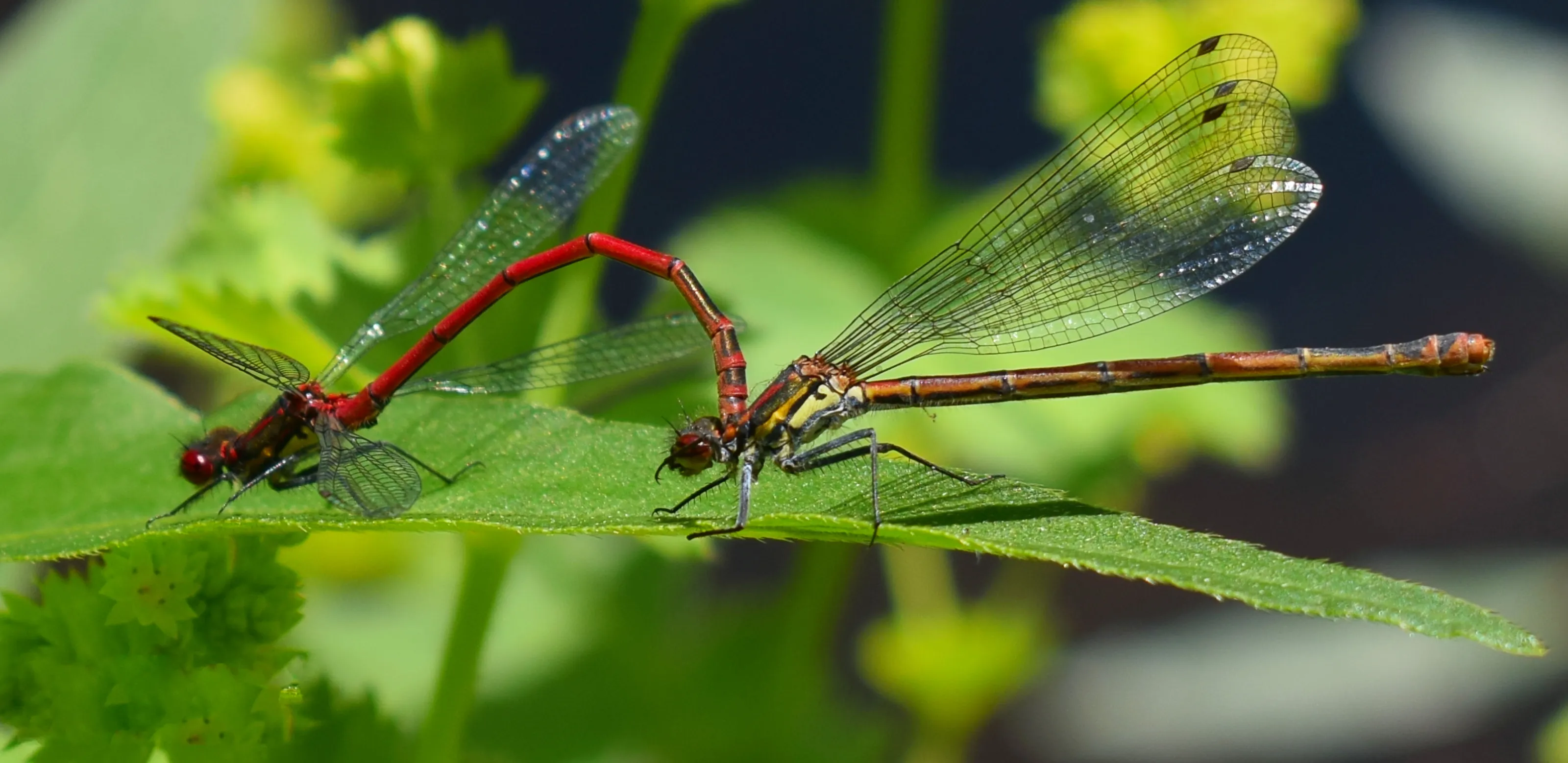 The Mating Game