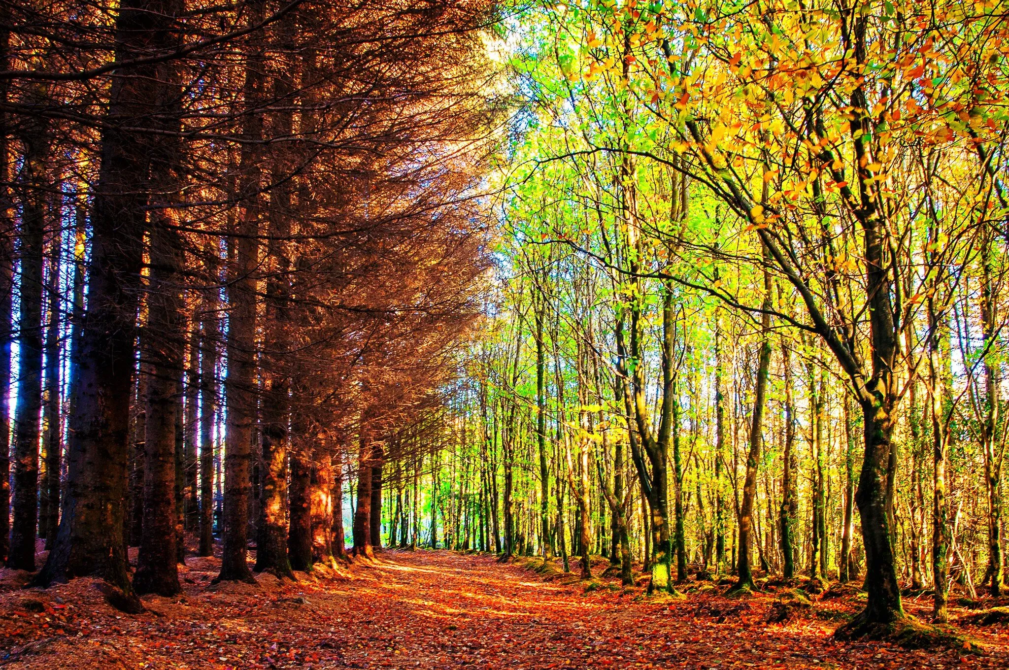 Autumn Colors