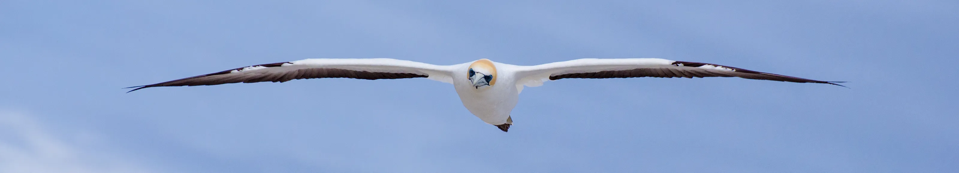 Banner image