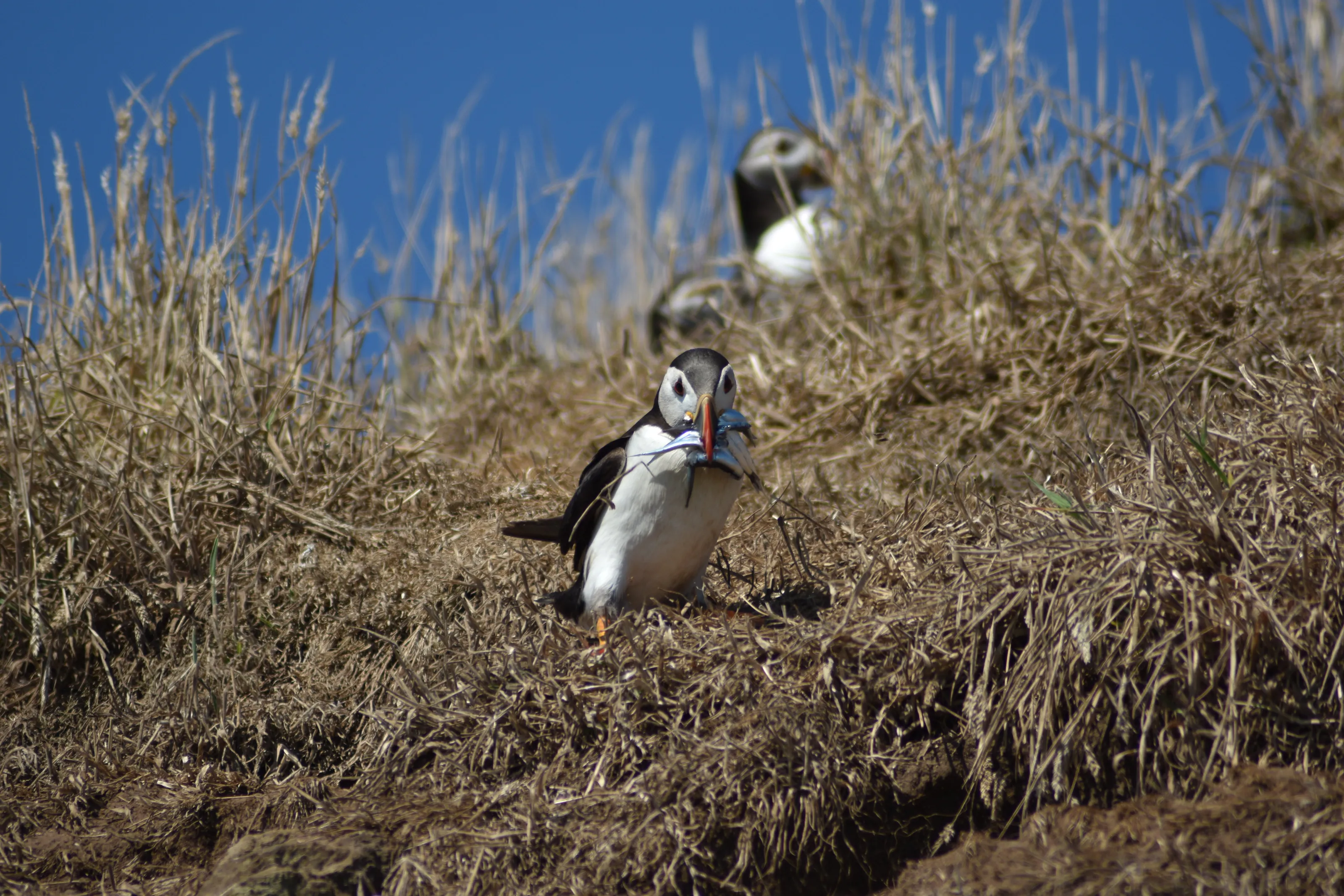 Puffin