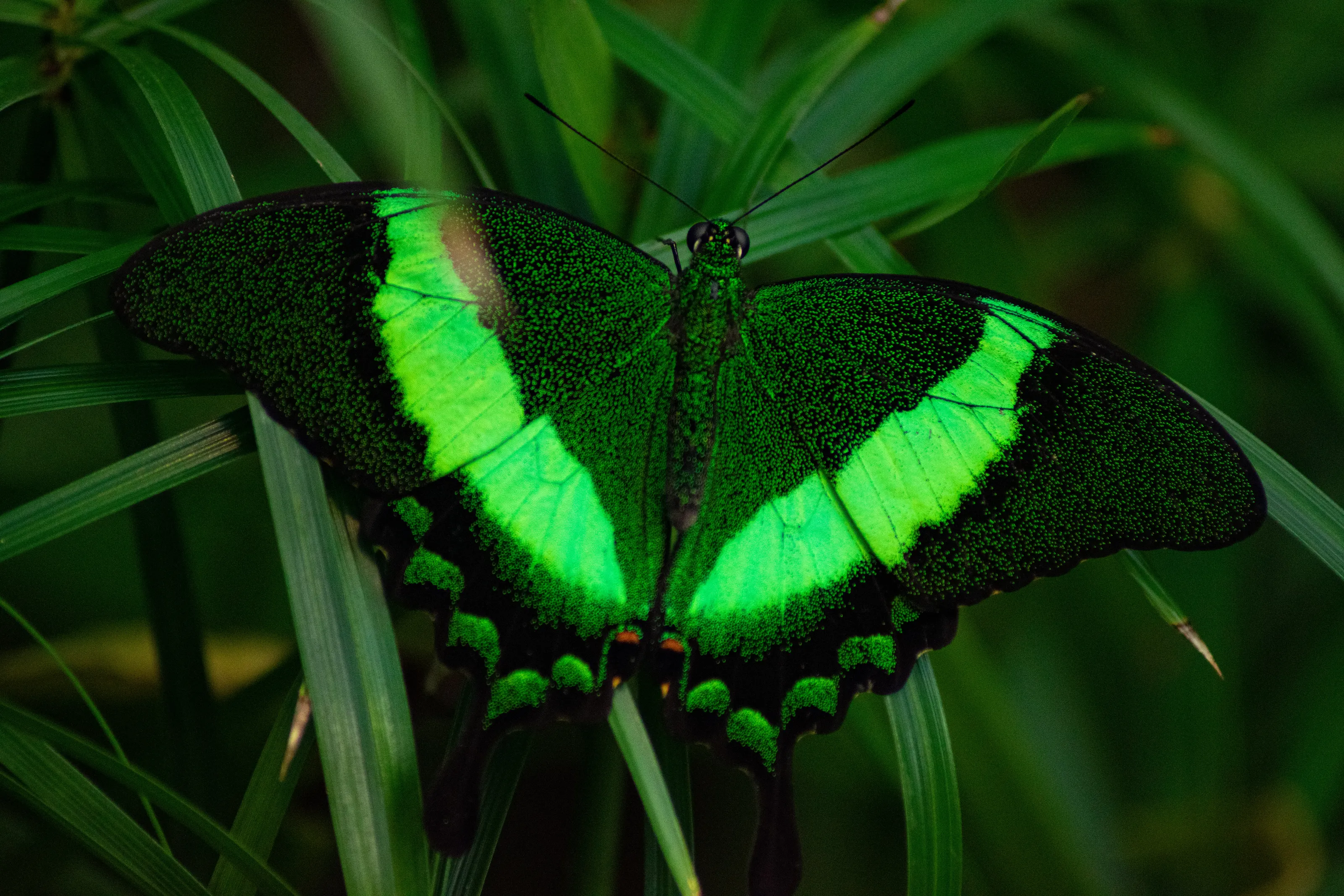 Green Butterfly