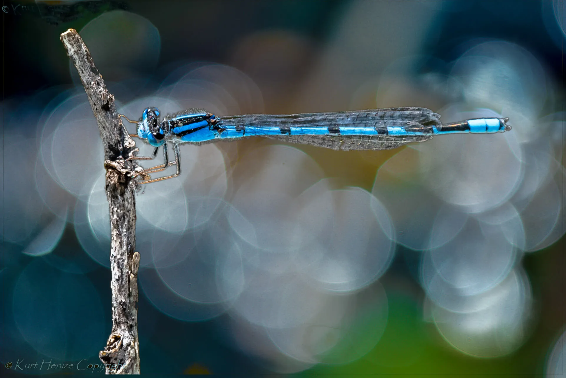 Blue damselfly