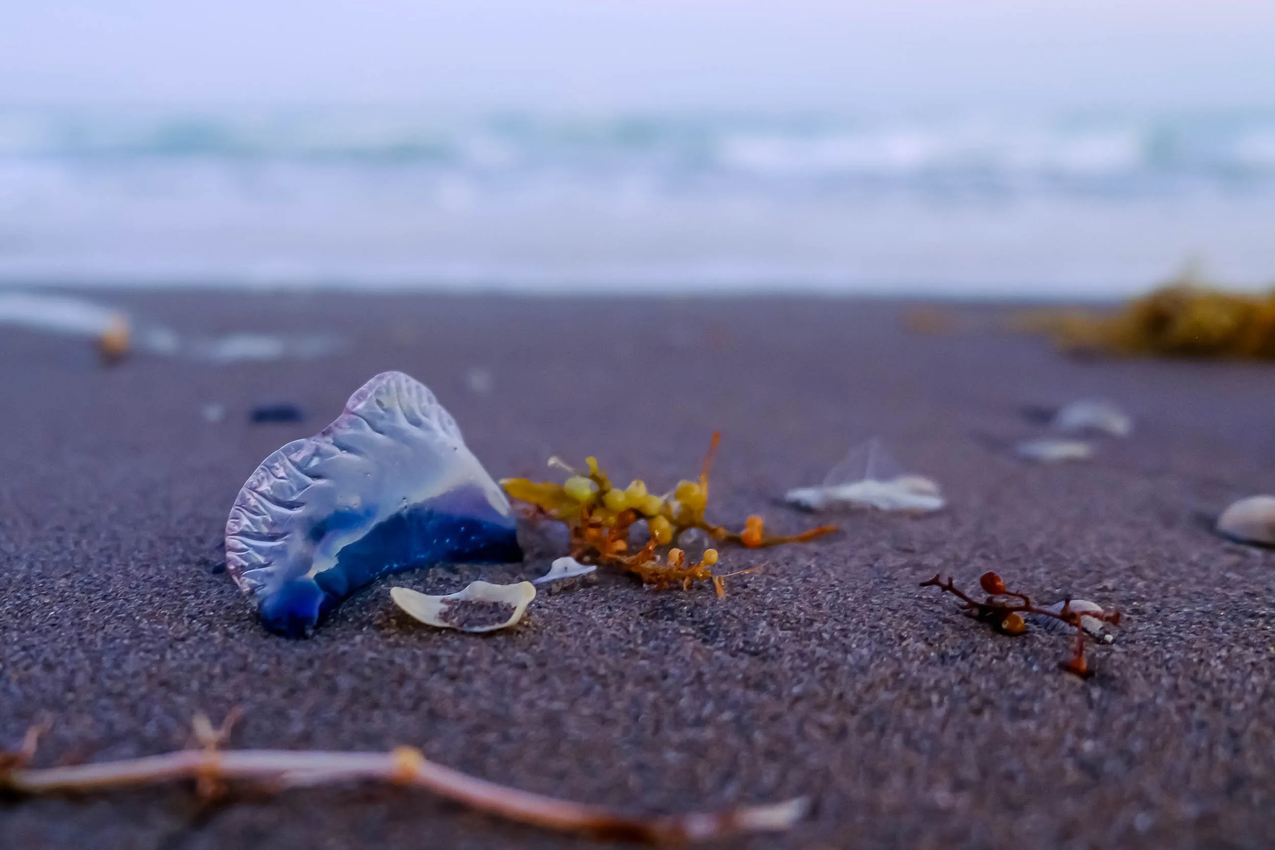 Portuguese Man-o-War