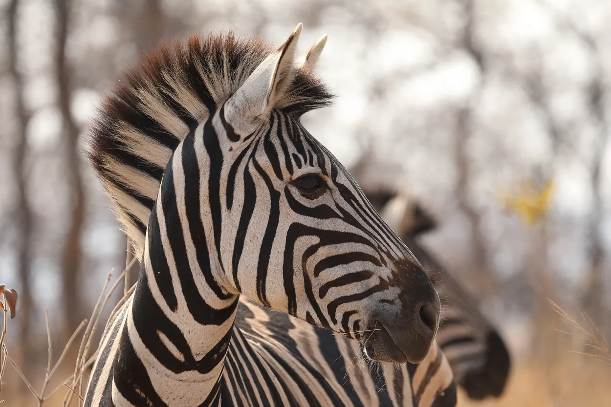 Entry 11179334