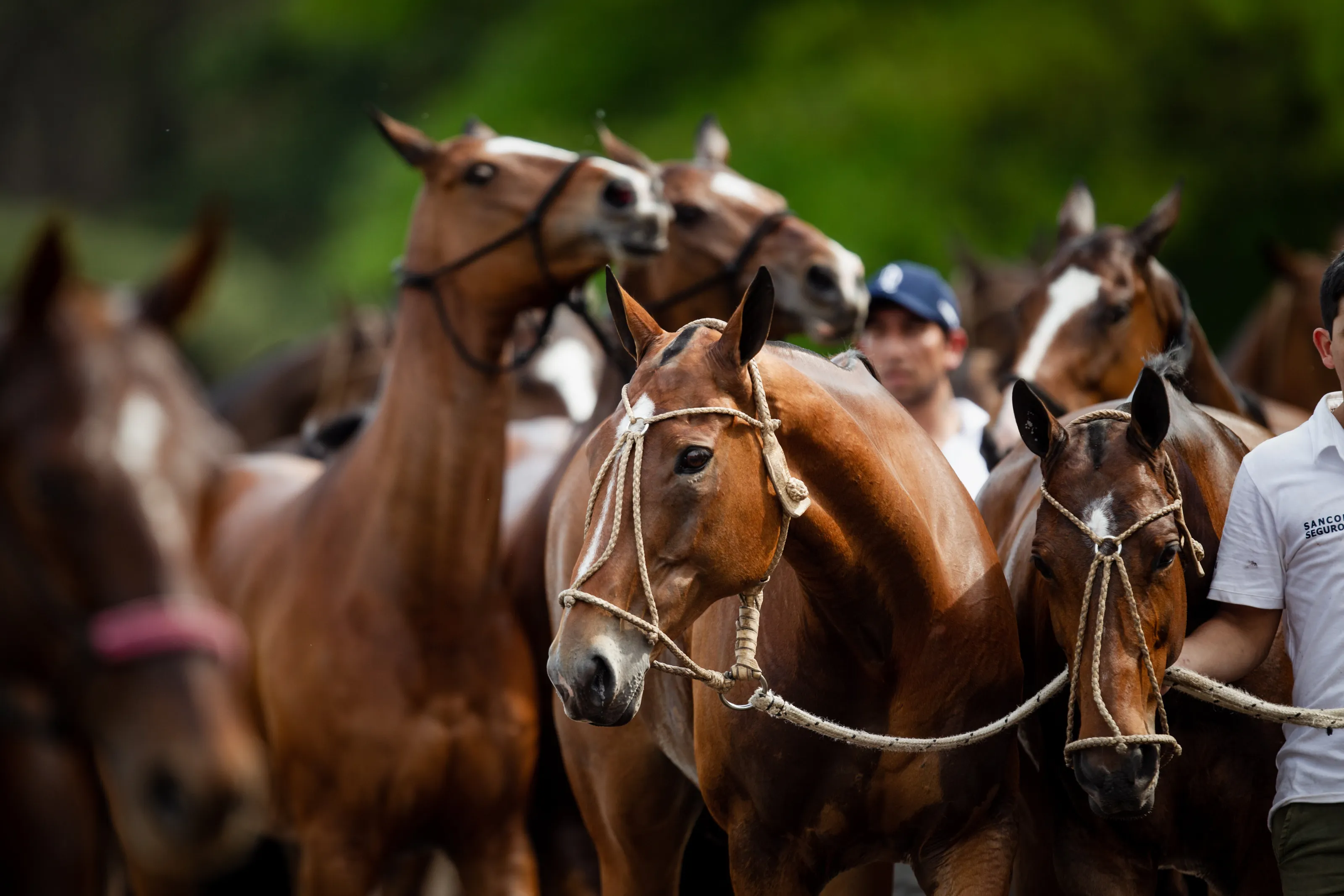 A pack of horses