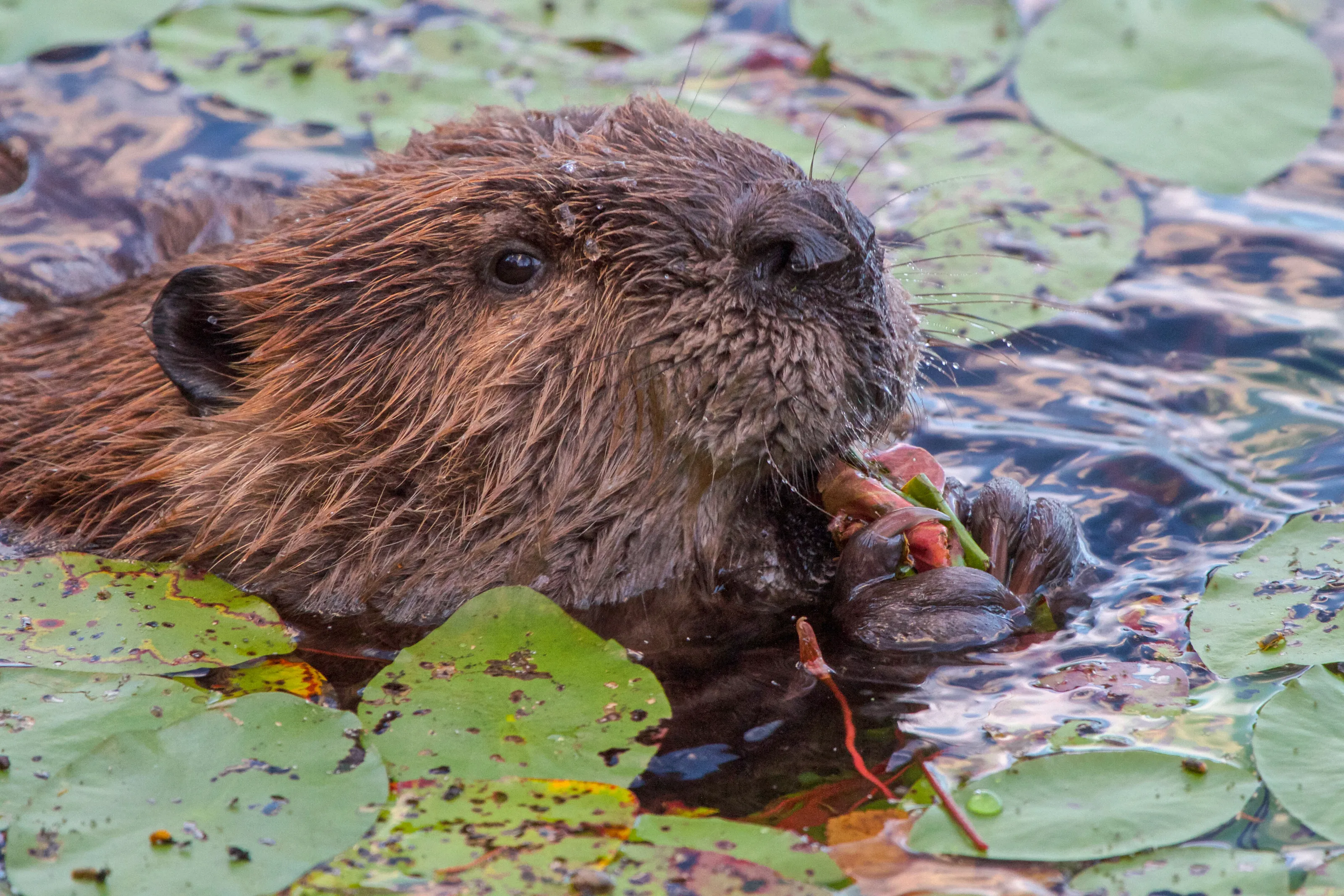 Beaver