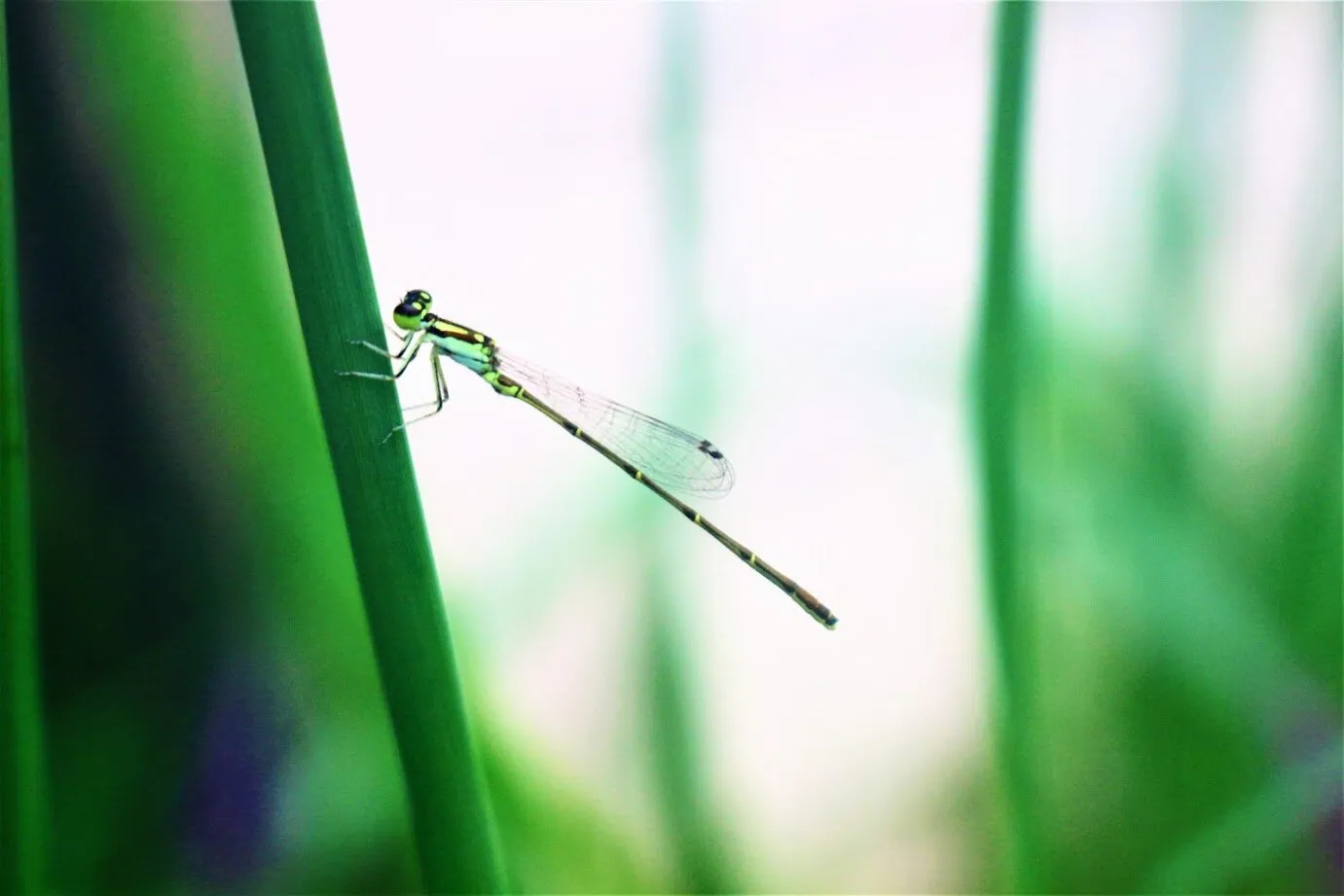 Green Dragonfly