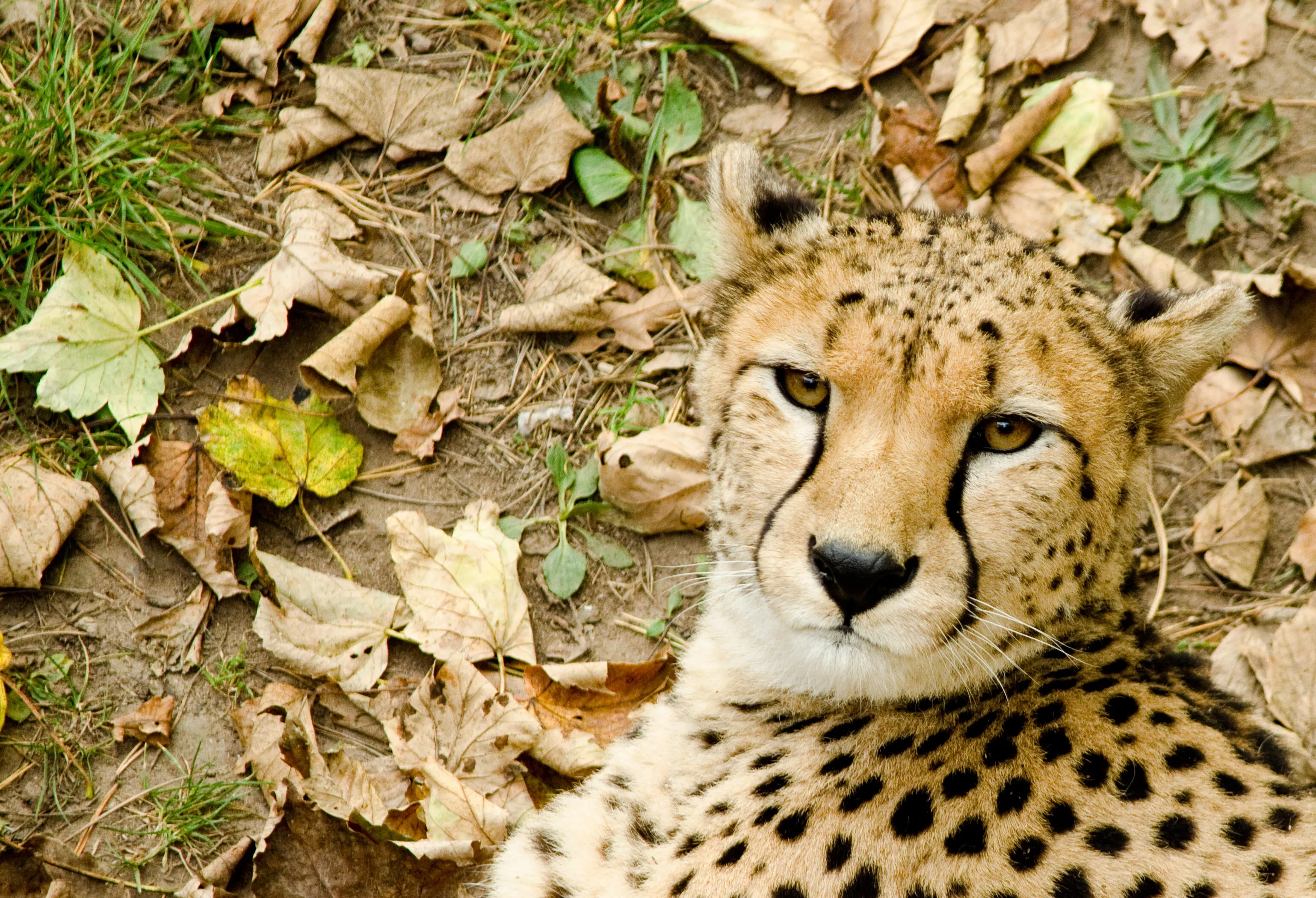 Chilling Cheetha