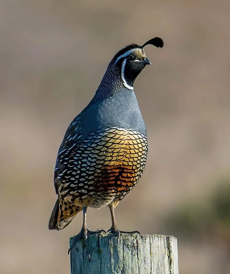 California quail