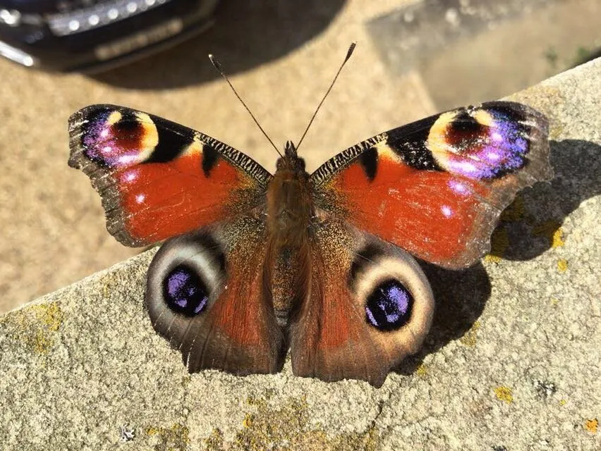 Peacock butterfly in the sun