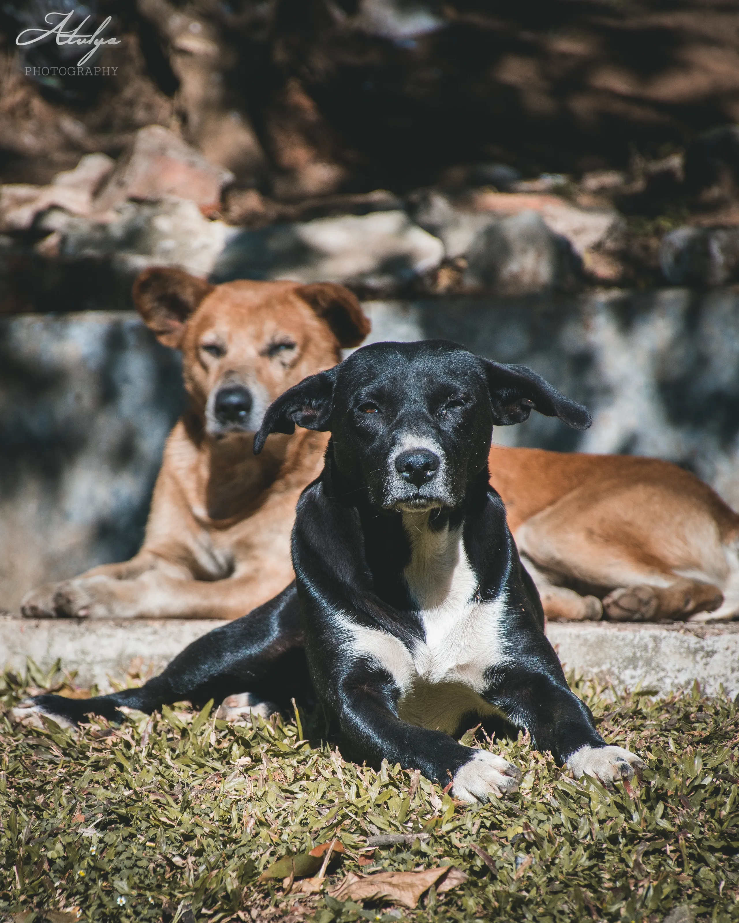 faithful friend