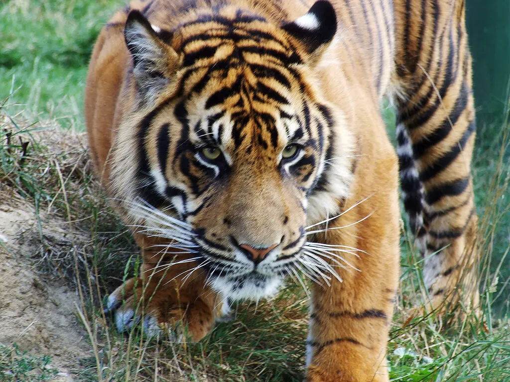 On the prowl .. .. ..