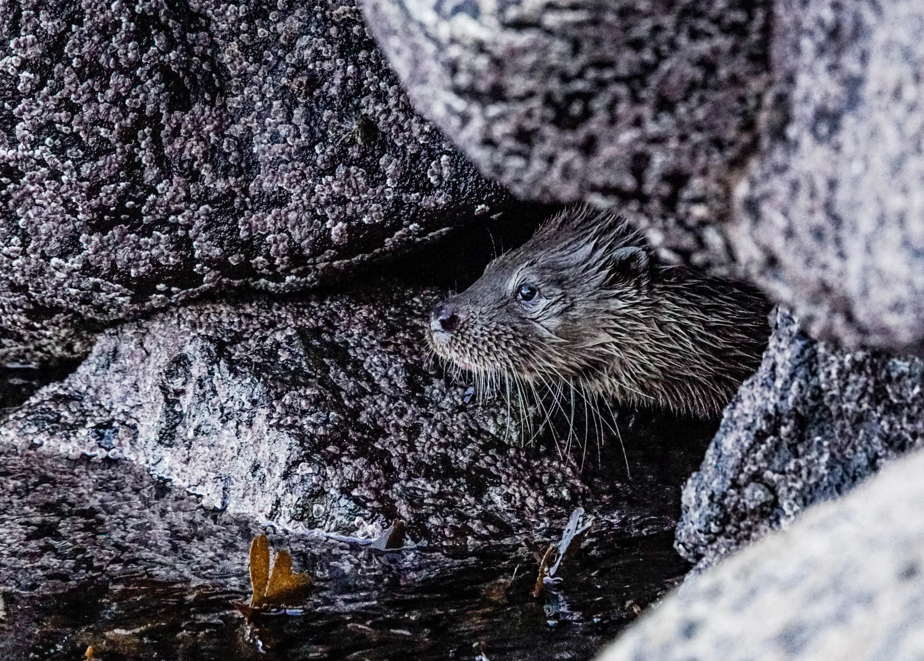 Otter
