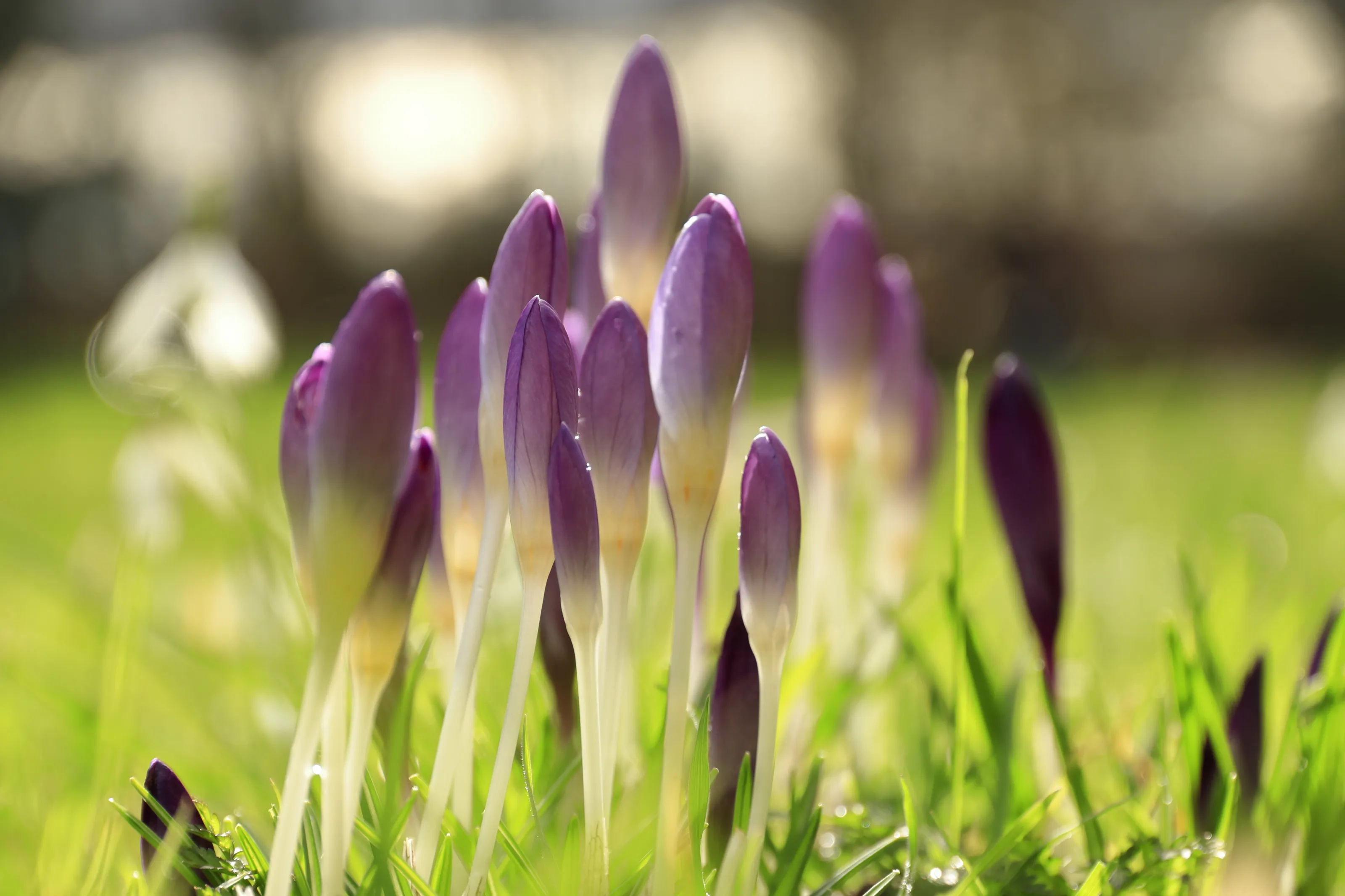 Crocus in the sunshine