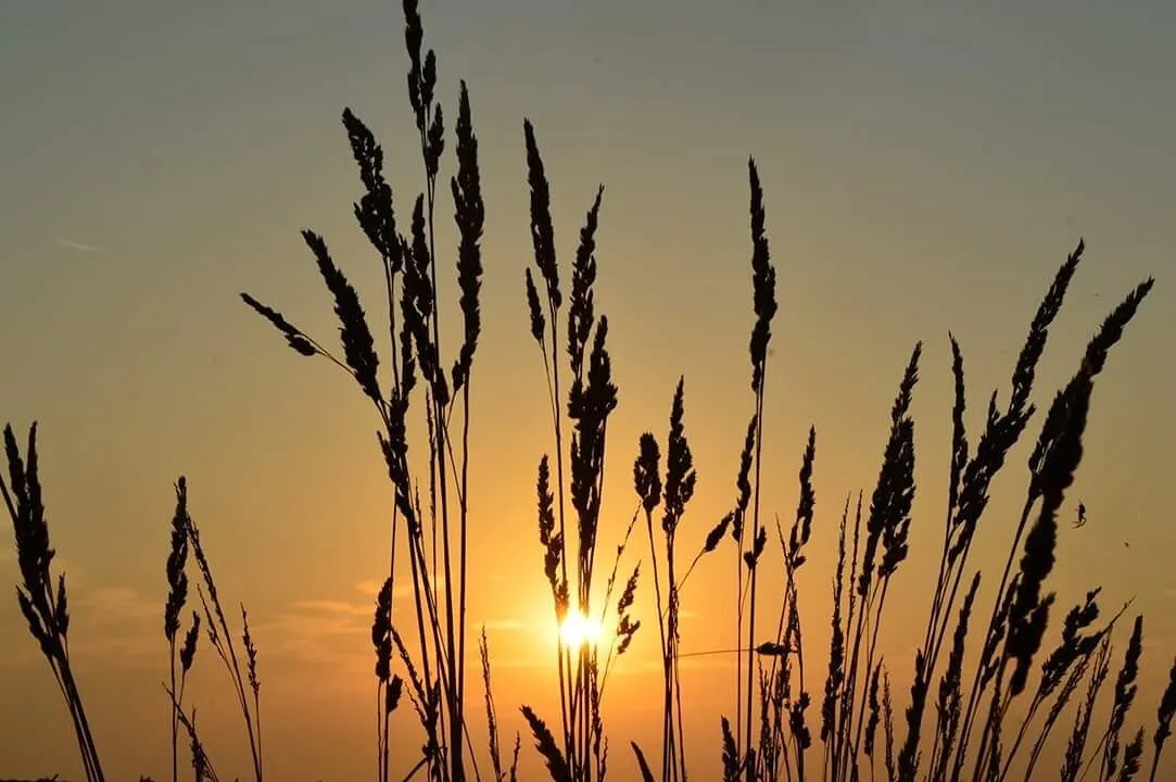 Sunset over Willow Tree Fen