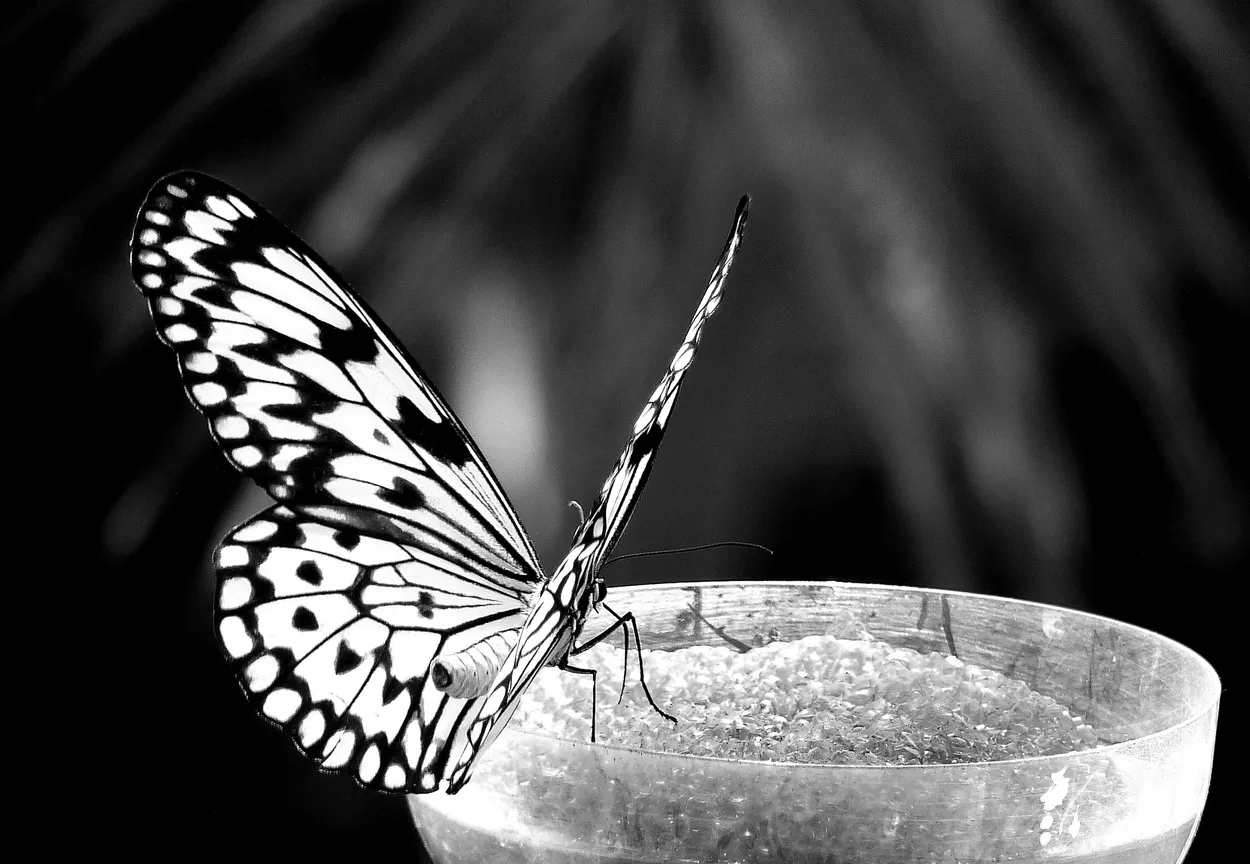 Entry 16612814