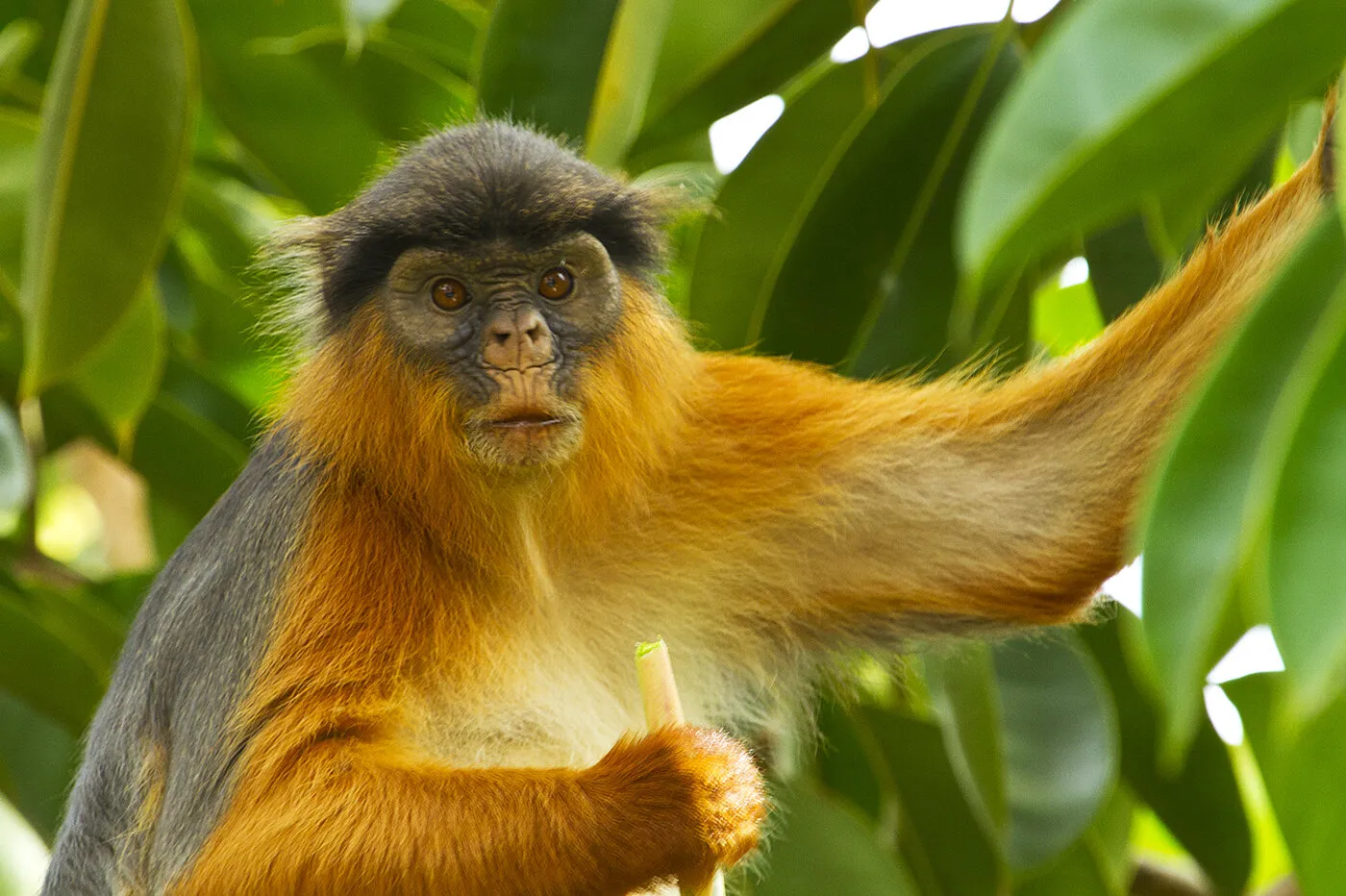 Western Red Colobus Monkey