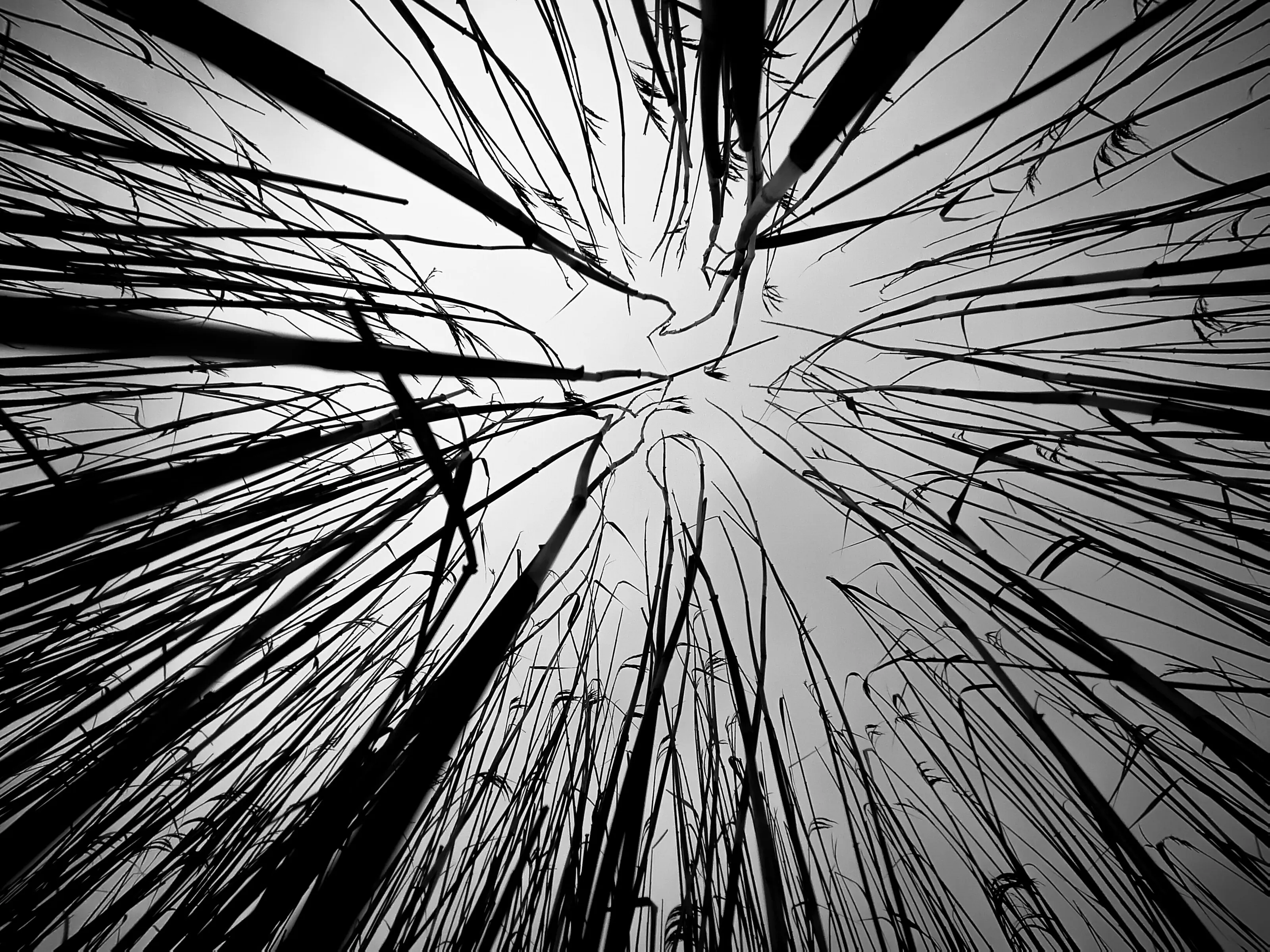 Lines